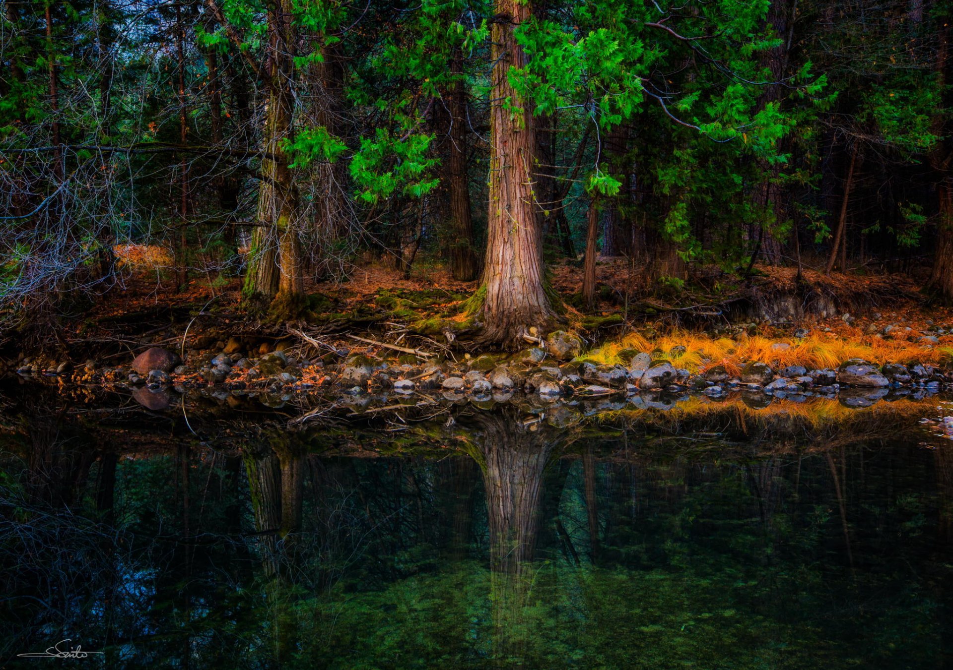 forest beach stones moss river tree needles christmas tree pine