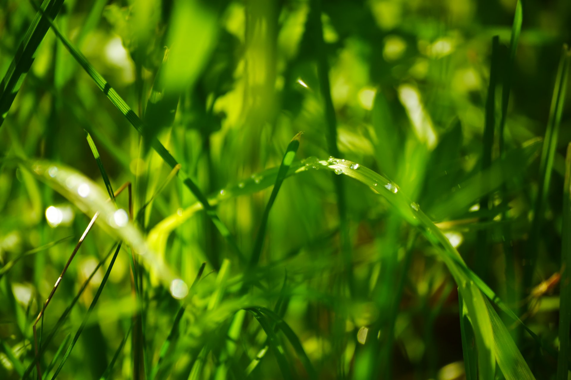 herbe été gouttes bokeh verdure lumière