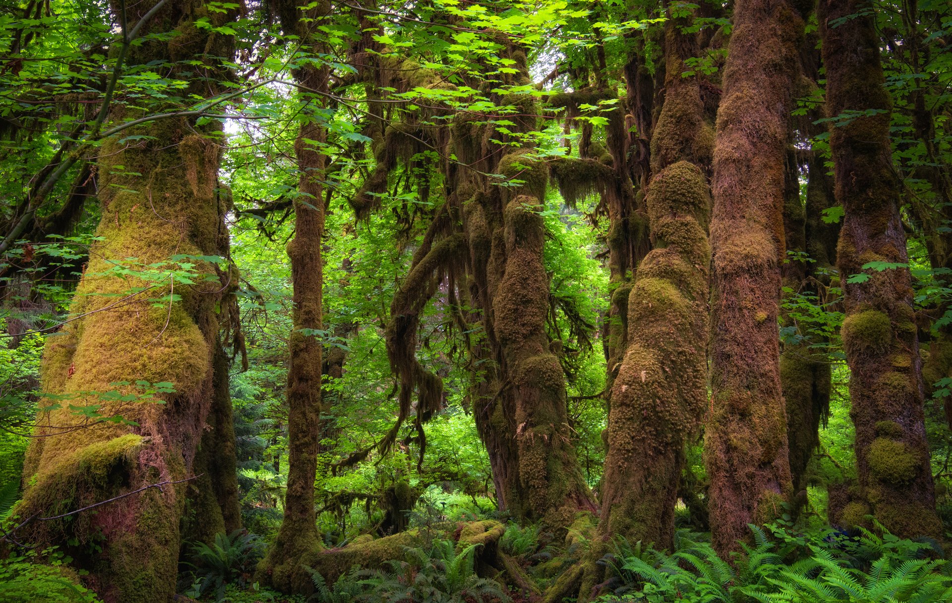 foresta alberi boschetti muschio