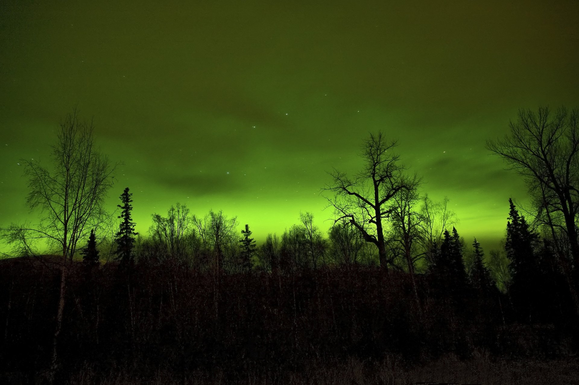 notte cielo nuvole stelle alberi foresta