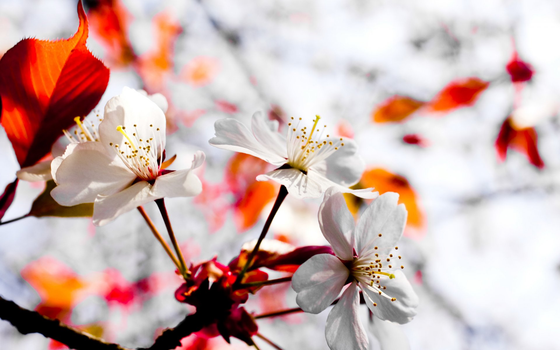 carta da parati pianta fiori giappone natura parete