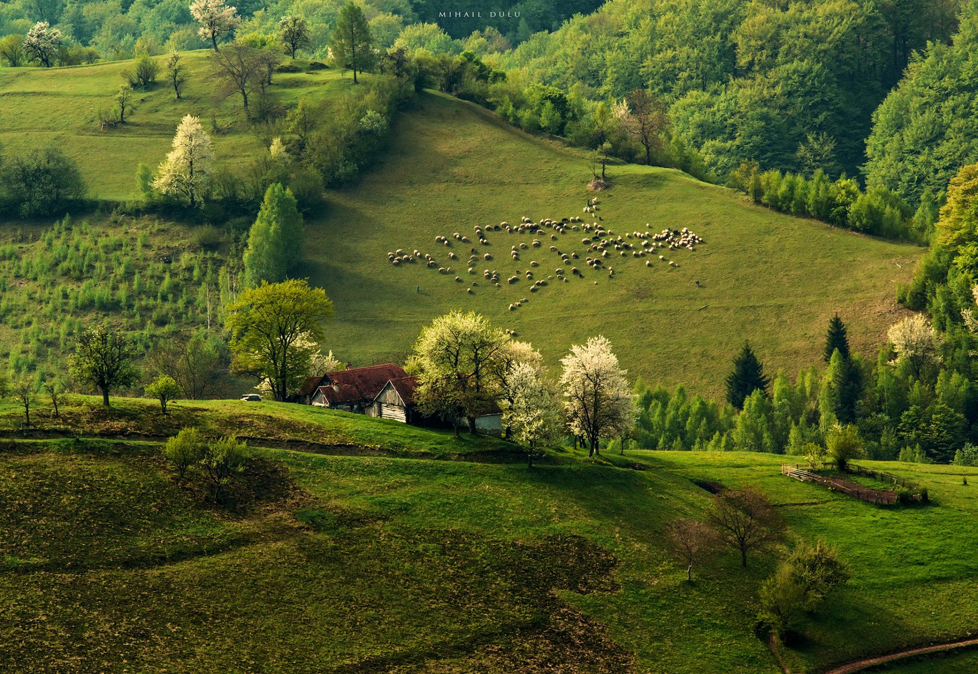 natura primavera mattina colline gregge pecore foresta case