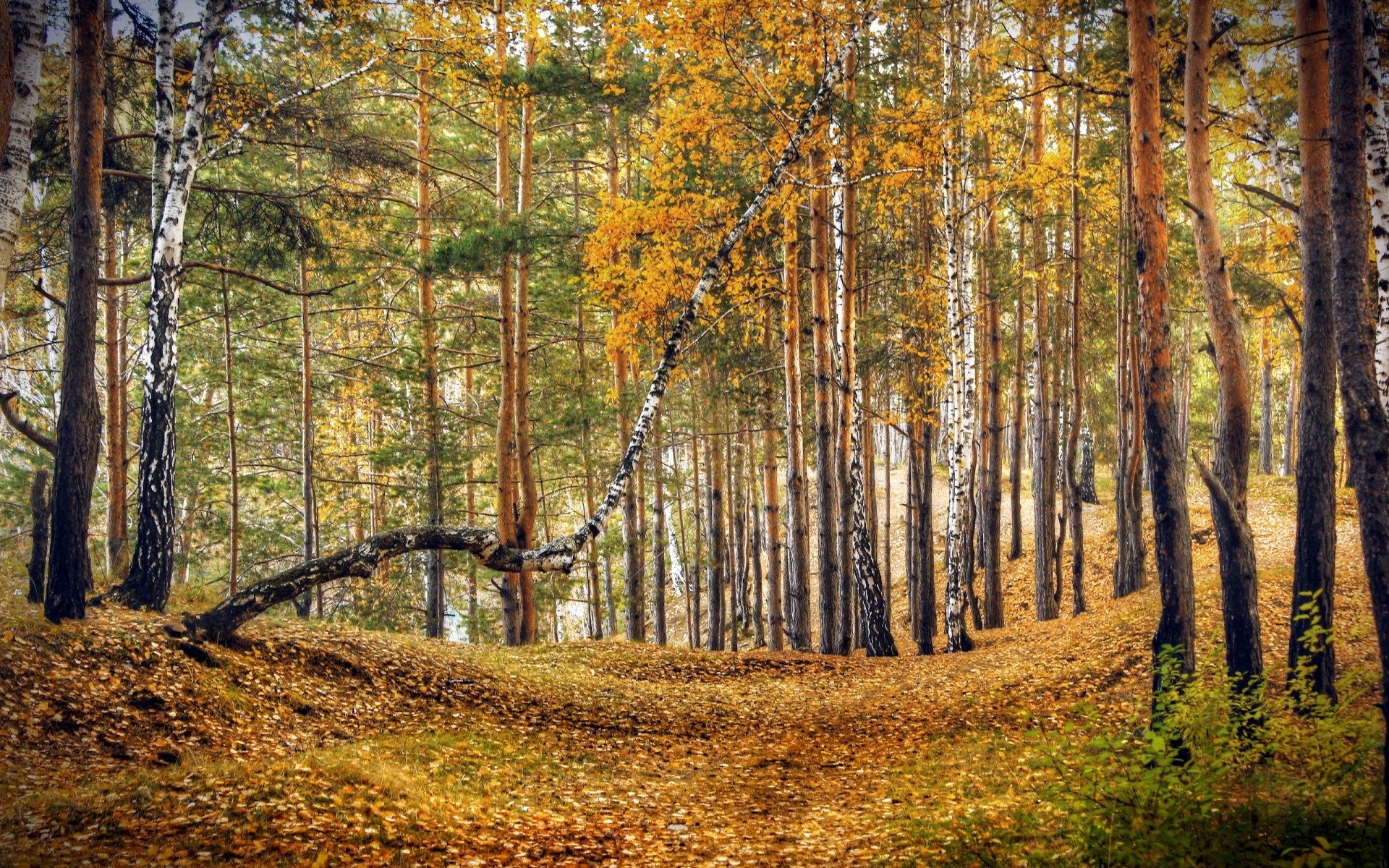 wald herbst natur