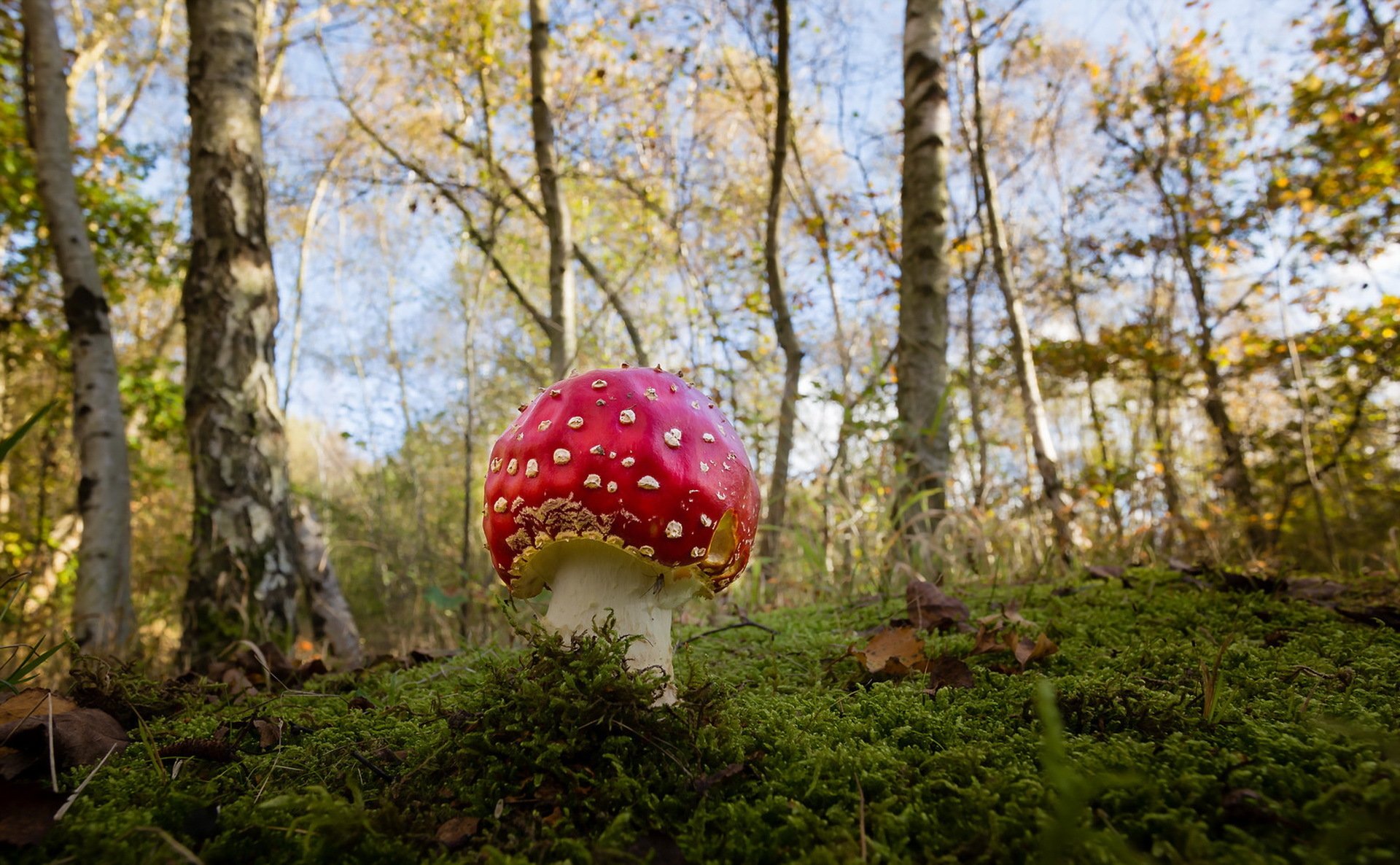 mushroom autumn nature