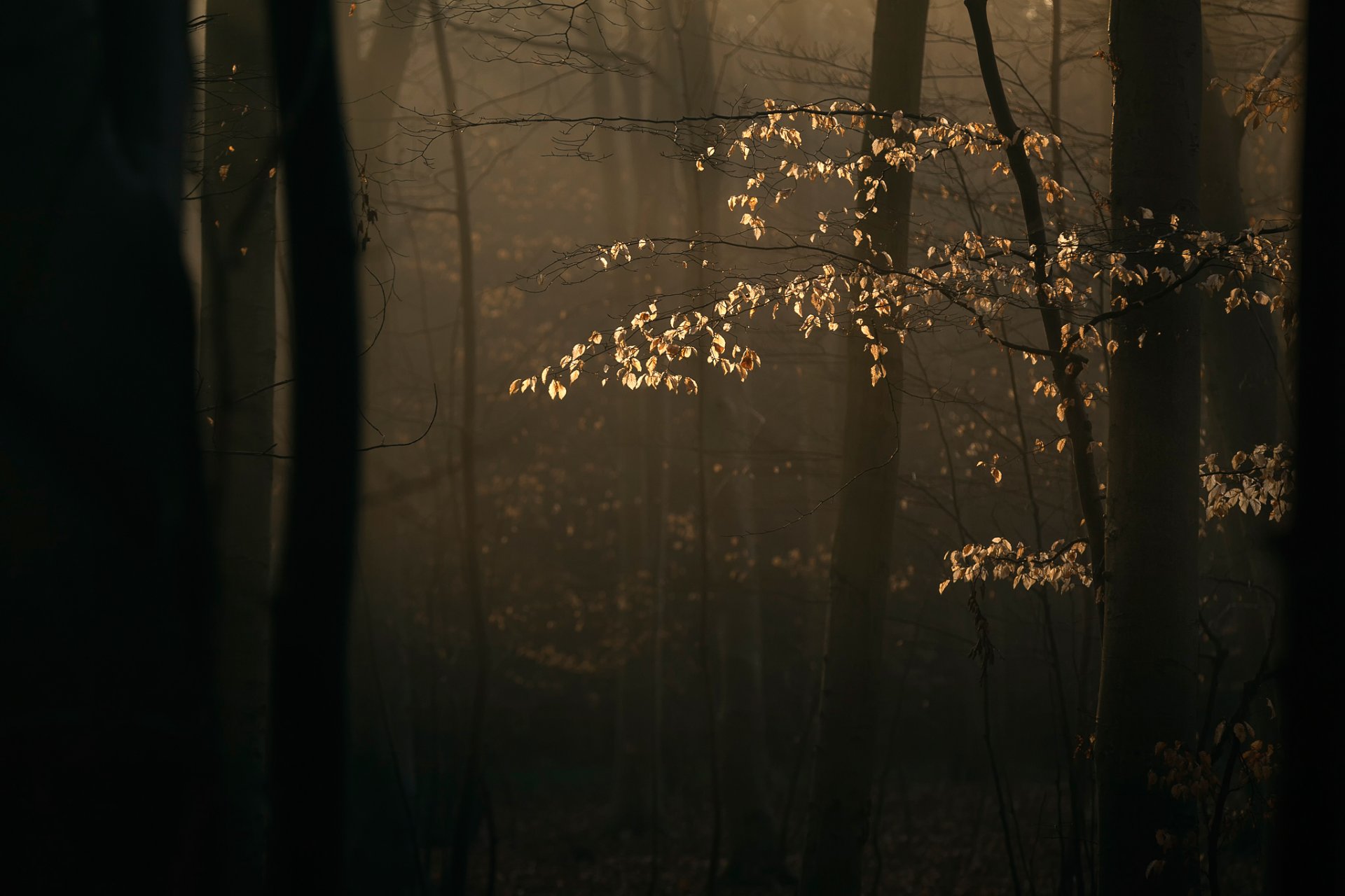 wald zweige bäume sonnenlicht