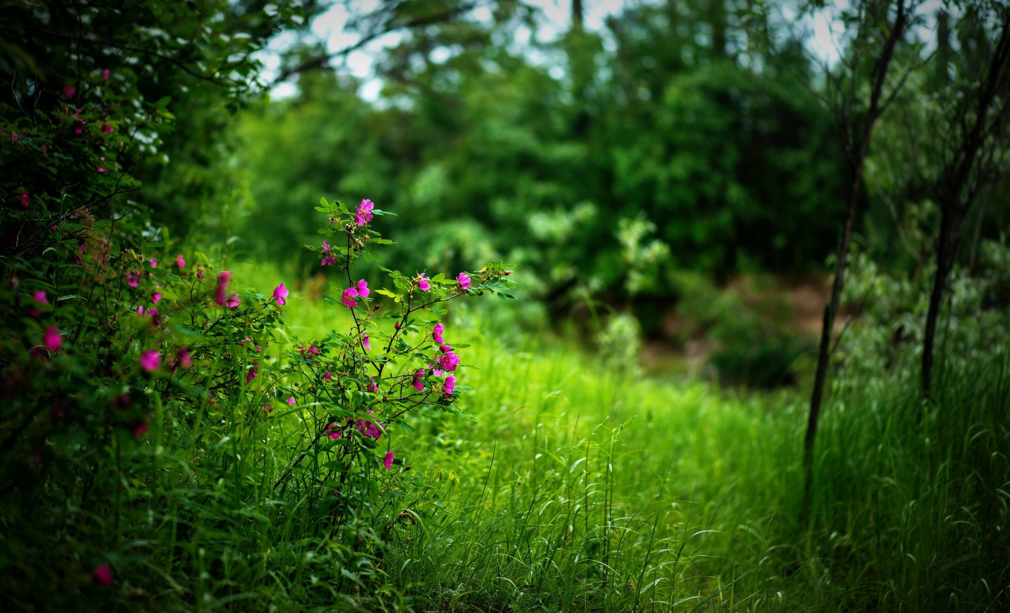 fleurs été nature