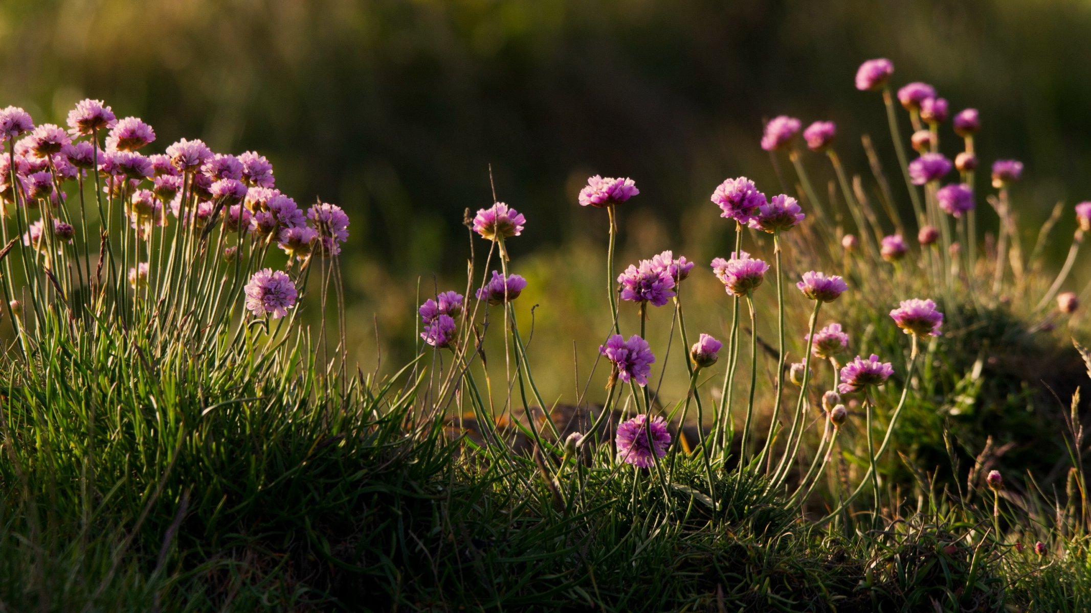 costal wildflowers nature summer