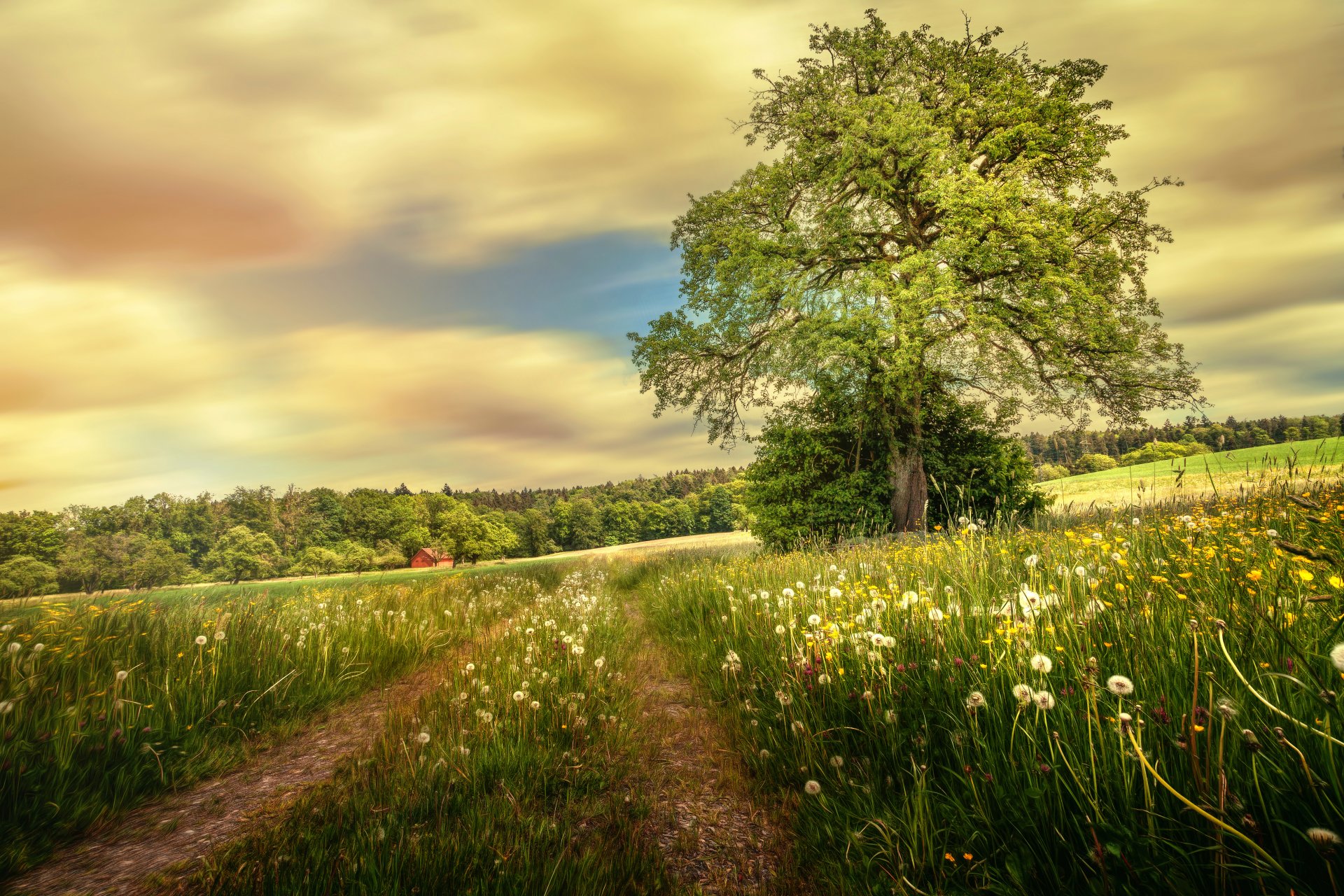 into the green tree summer the field road dandelions processing