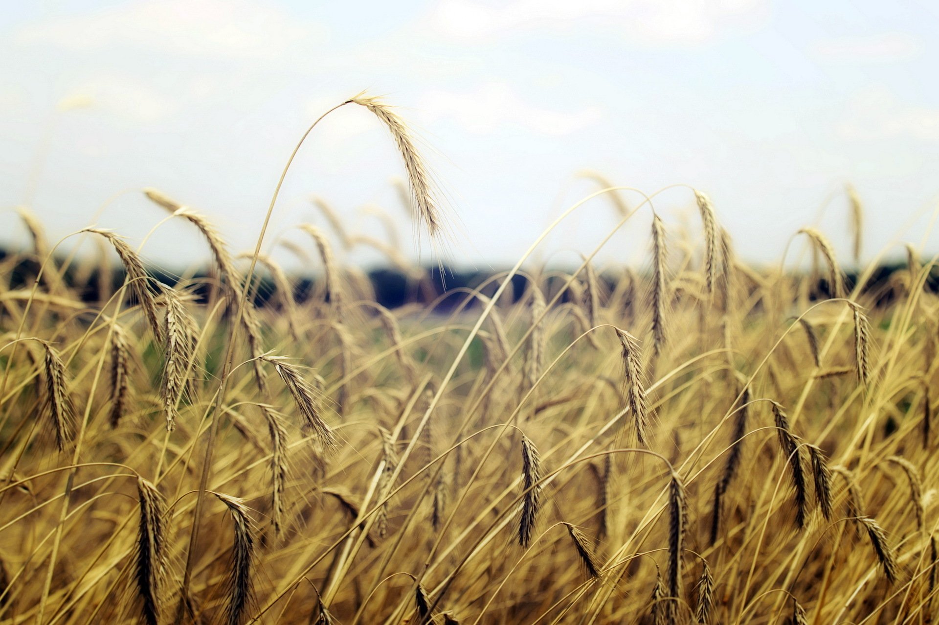 feld ohren natur makro