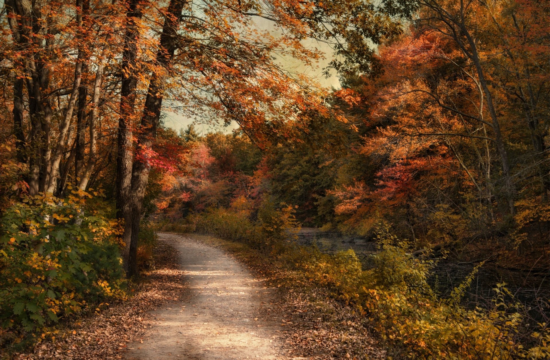 jesień drzewa las natura droga