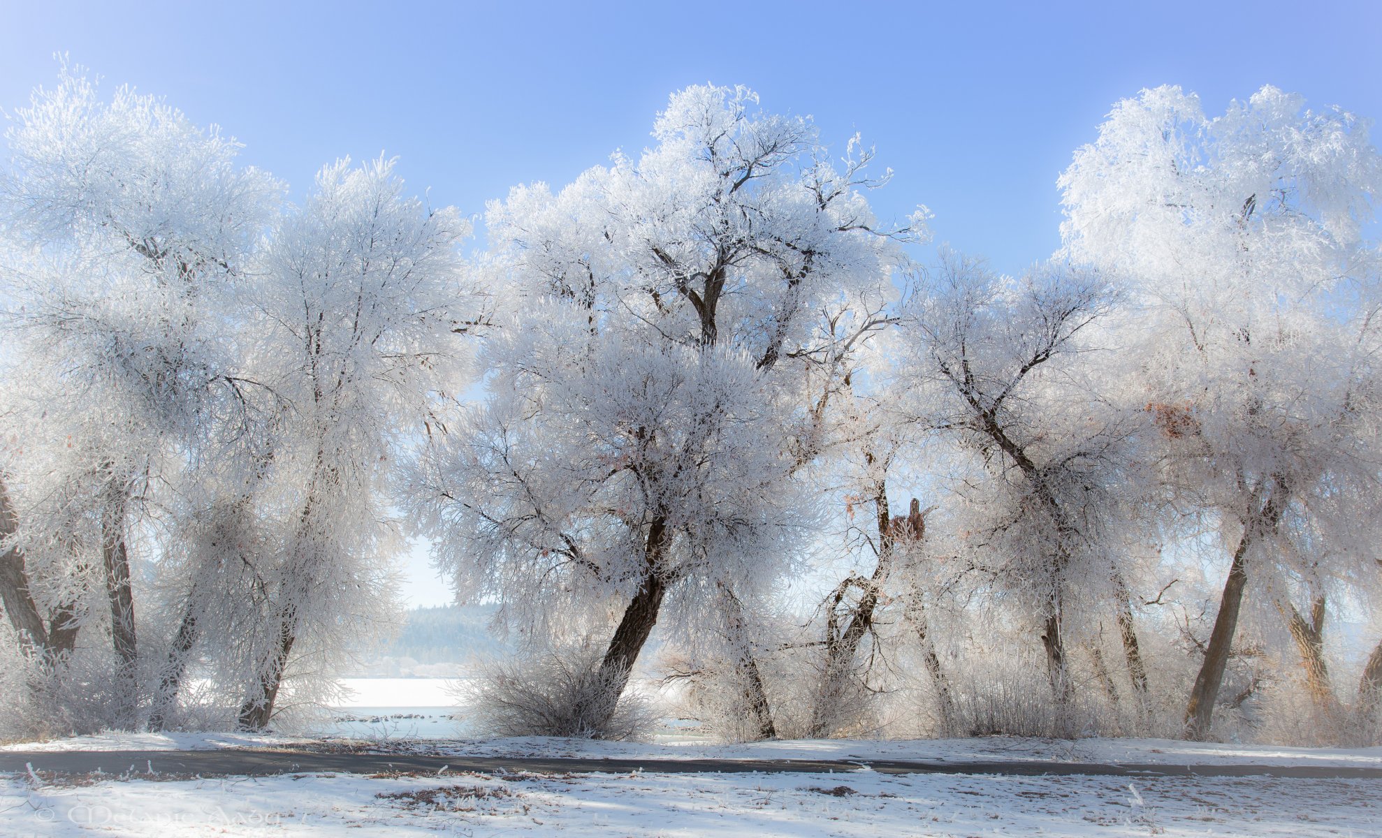 invierno escarcha árboles nieve