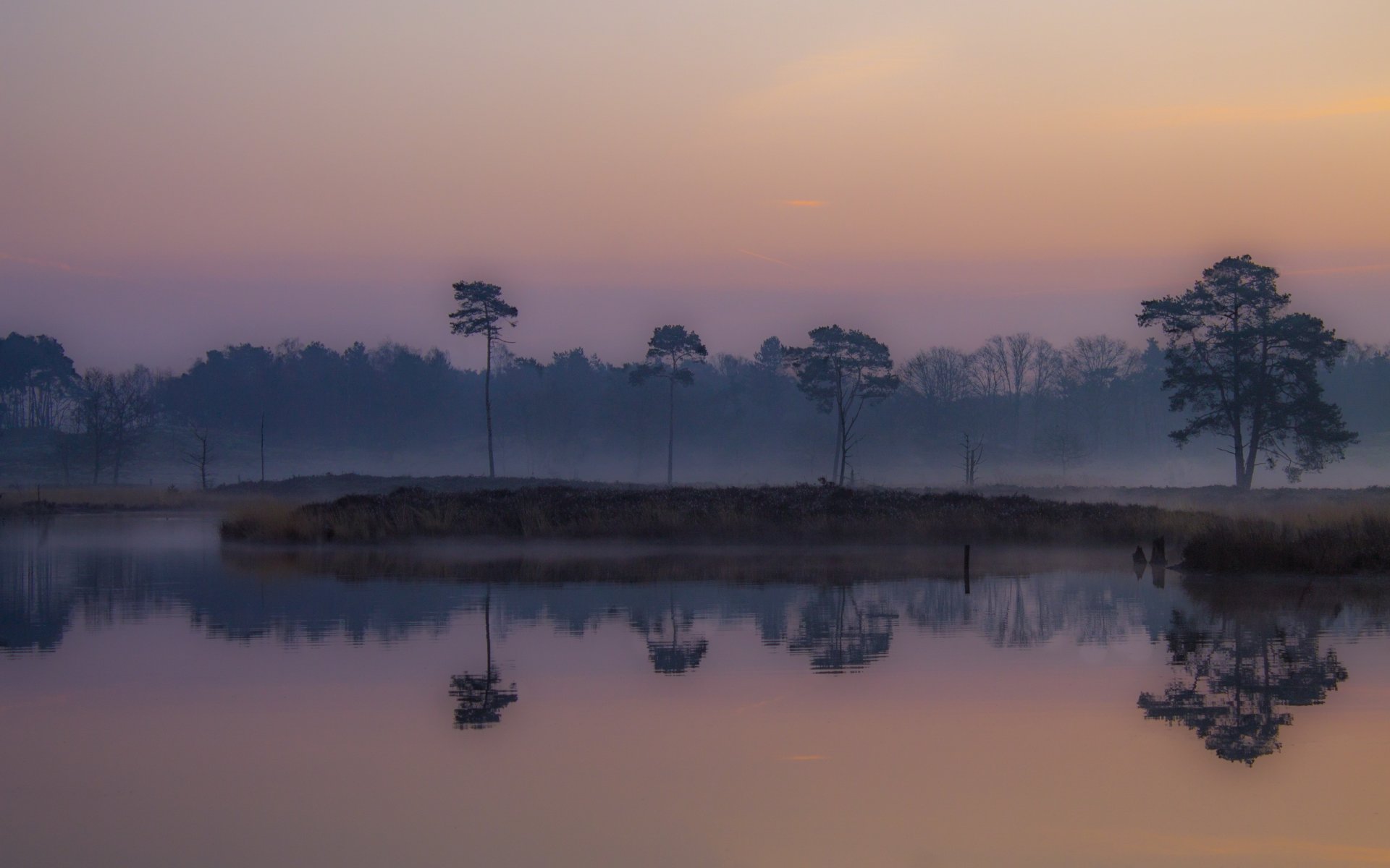 paludi basse nebbia mattina alba