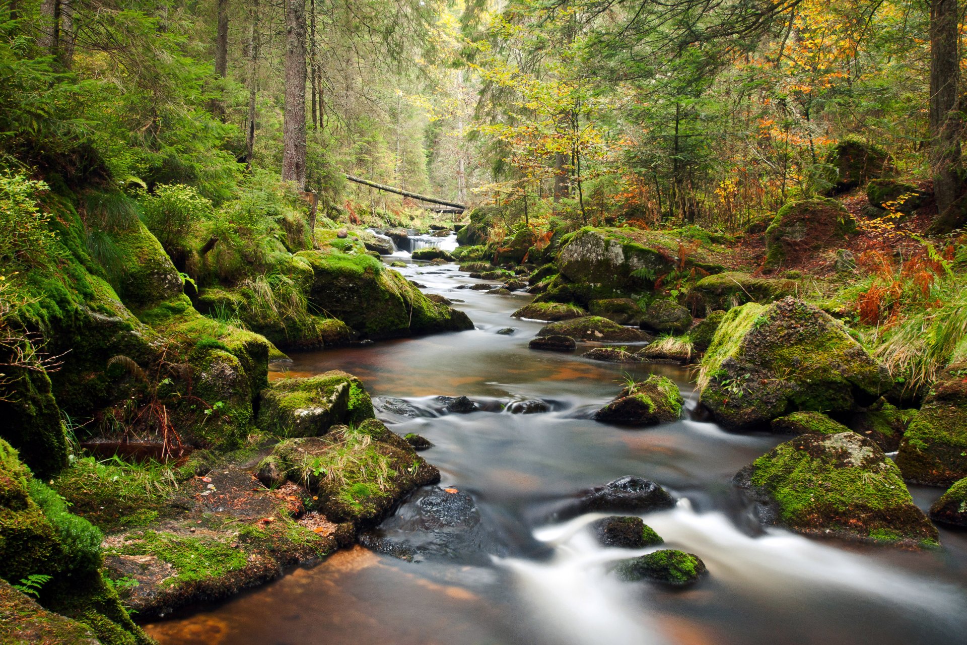 forêt rivière arbres paysage ruisseau pierres