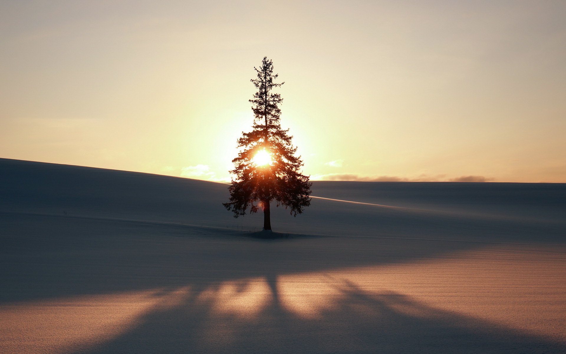 winter baum feld landschaft