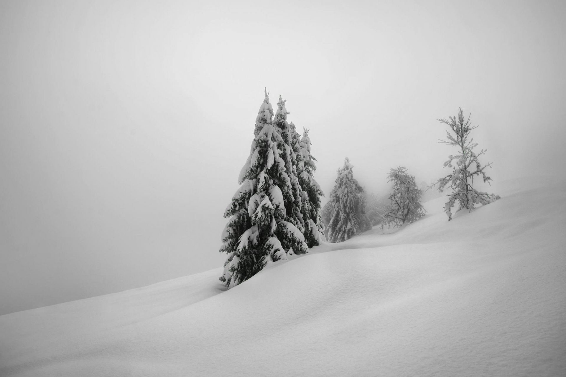 hiver neige nature arbres arbres de noël