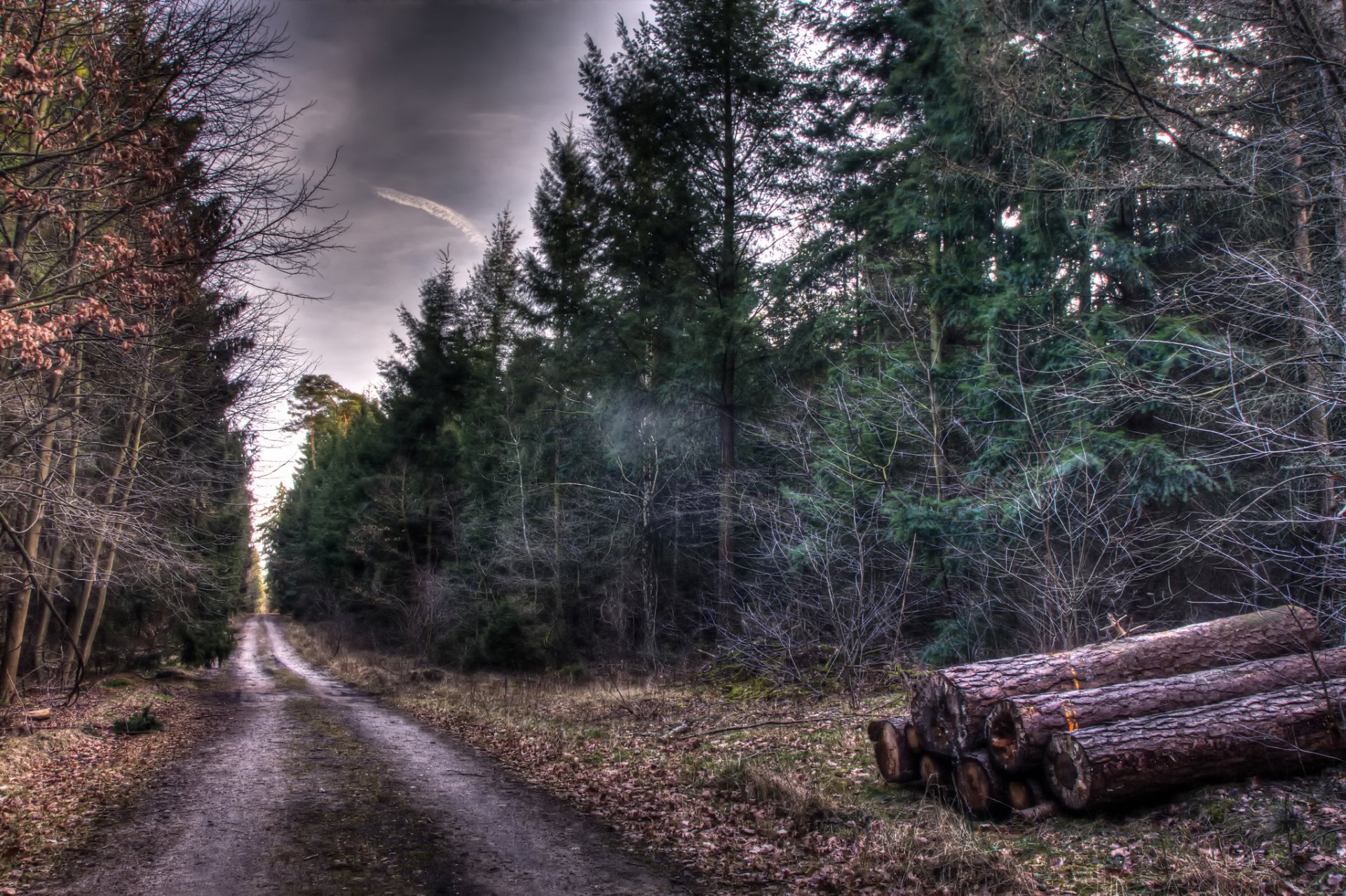 лес осень деревья дорога колея бревна природа hdr