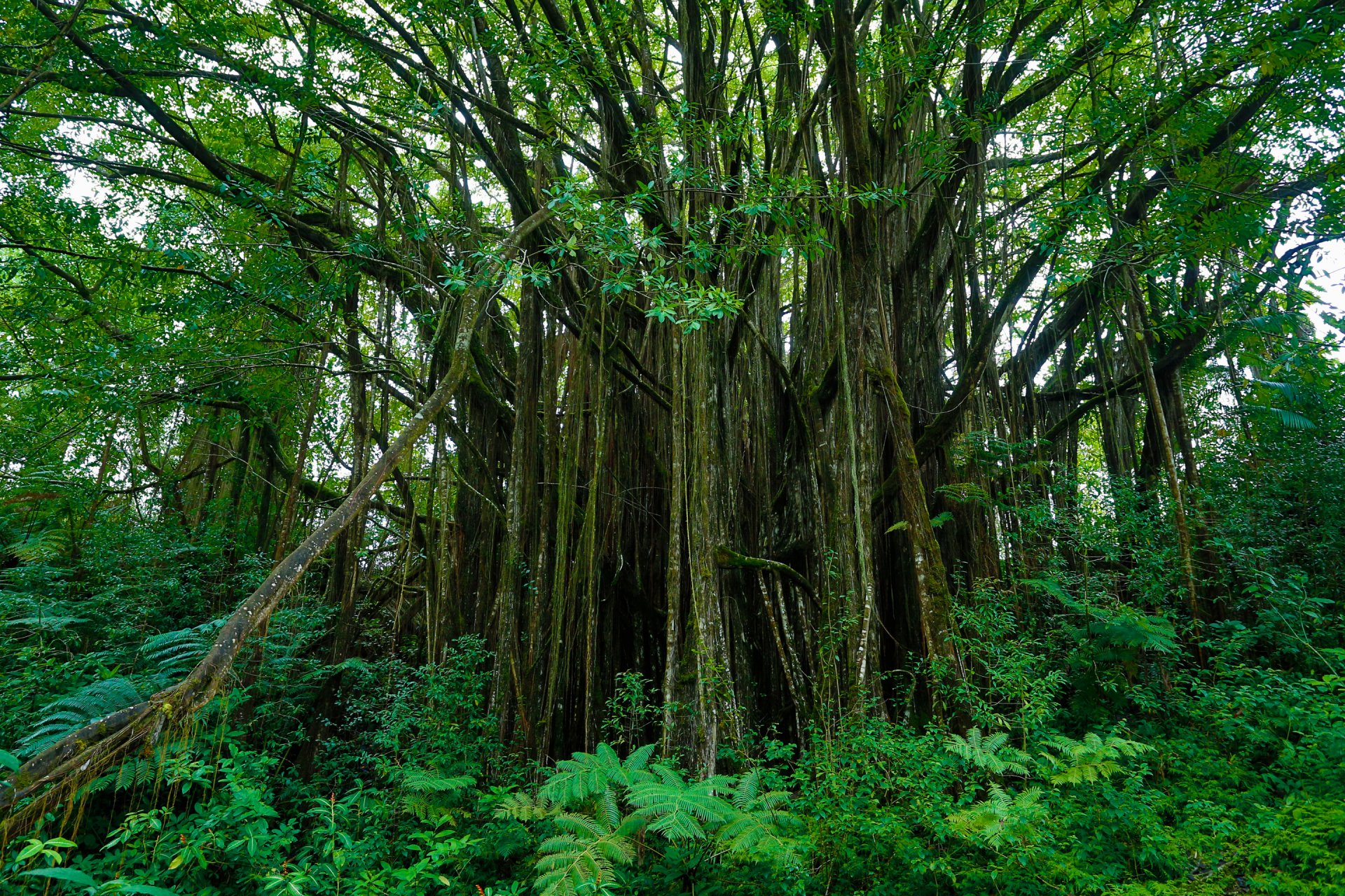 hawaii jardín botánico hawaii jardín matorral trópicos árbol hojas hierba arbustos