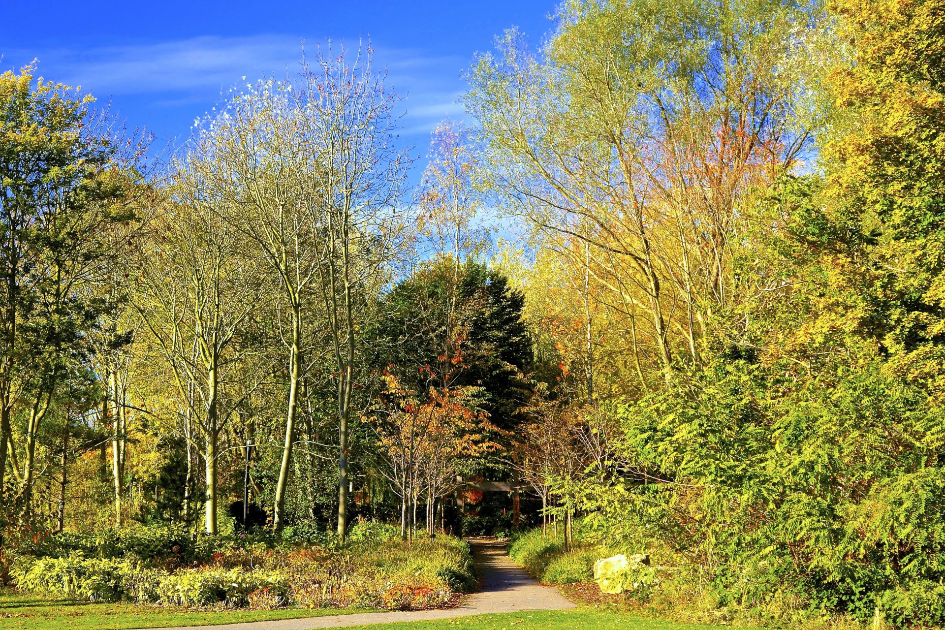 parc passerelle arbres feuillage automne