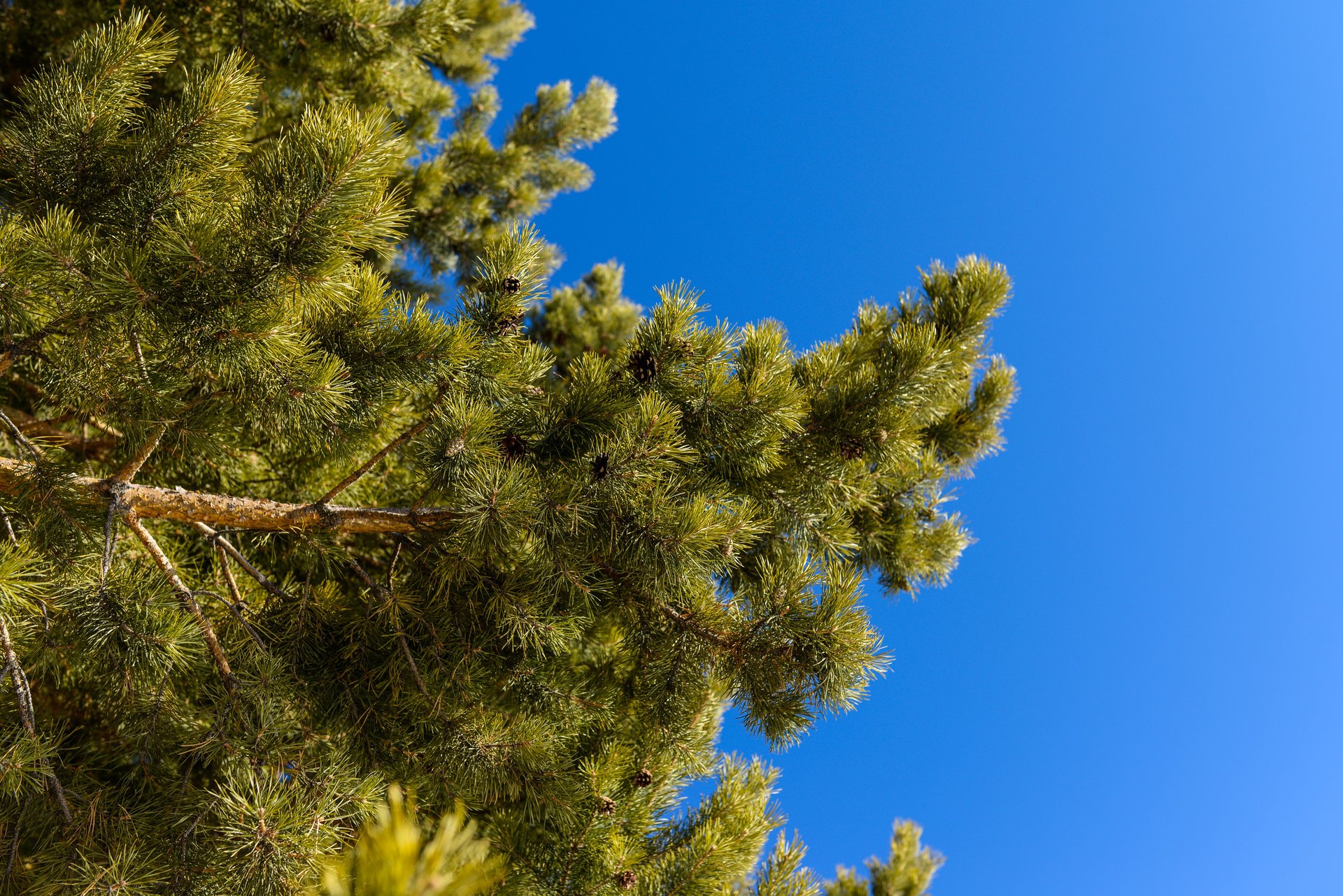 nature sapin pin aiguilles branches ciel