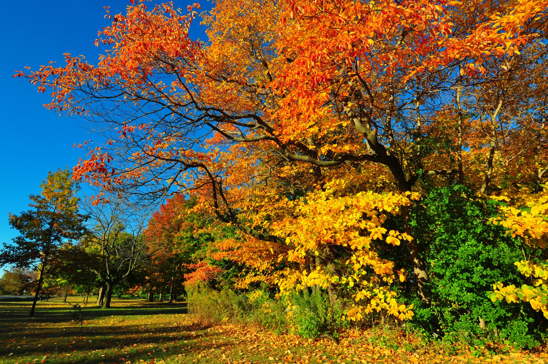 ciel forêt parc arbres herbe feuilles automne