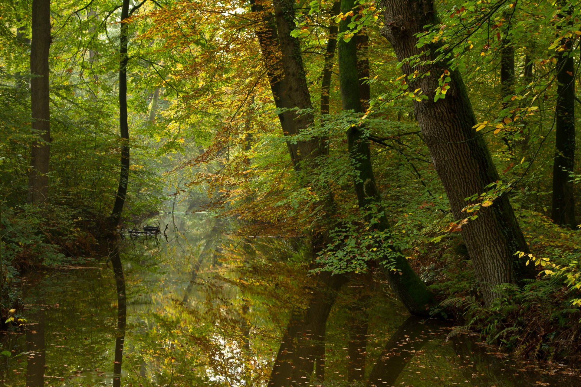 autunno foresta fiume calma