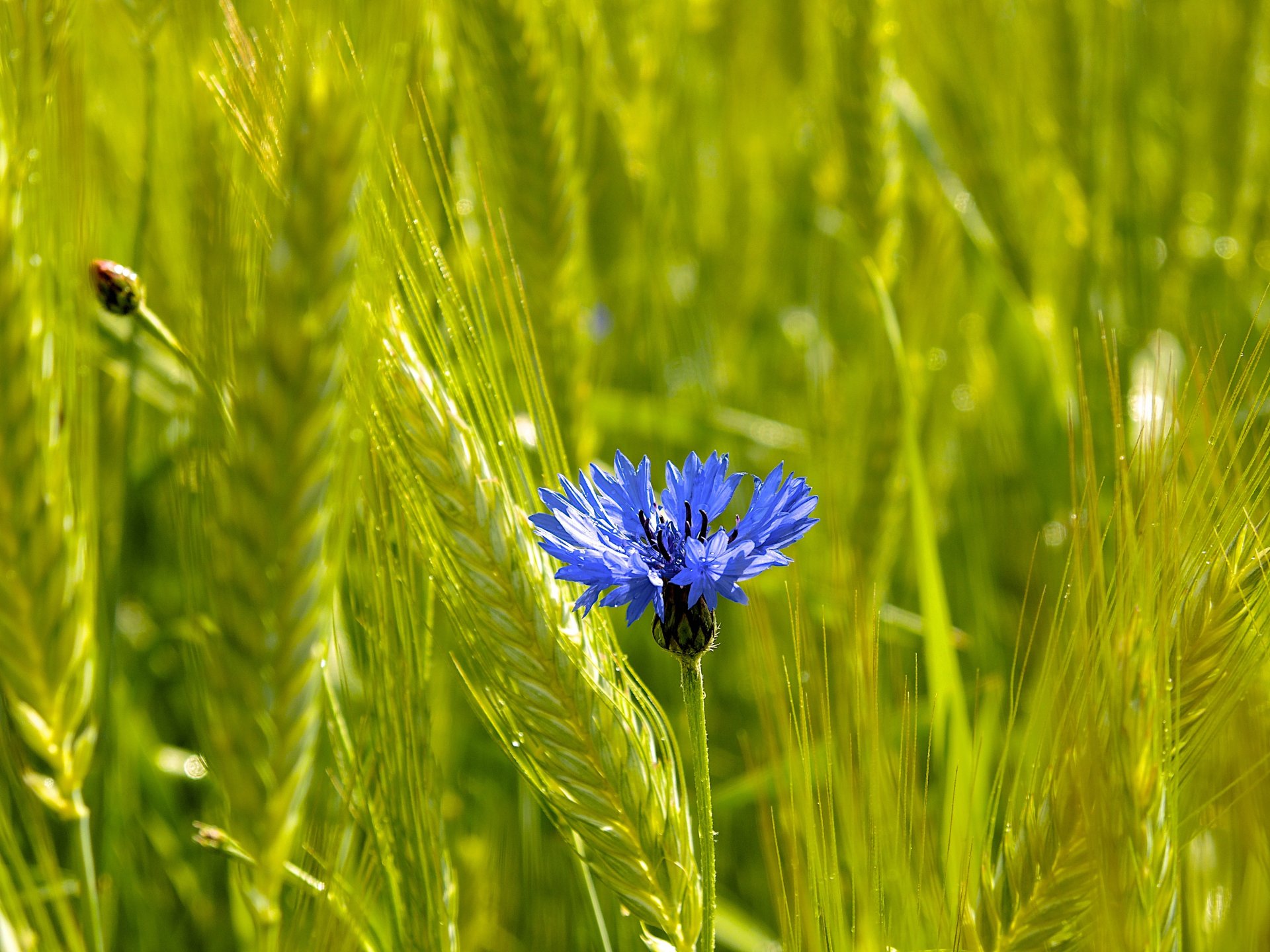 champ épis épi fleur