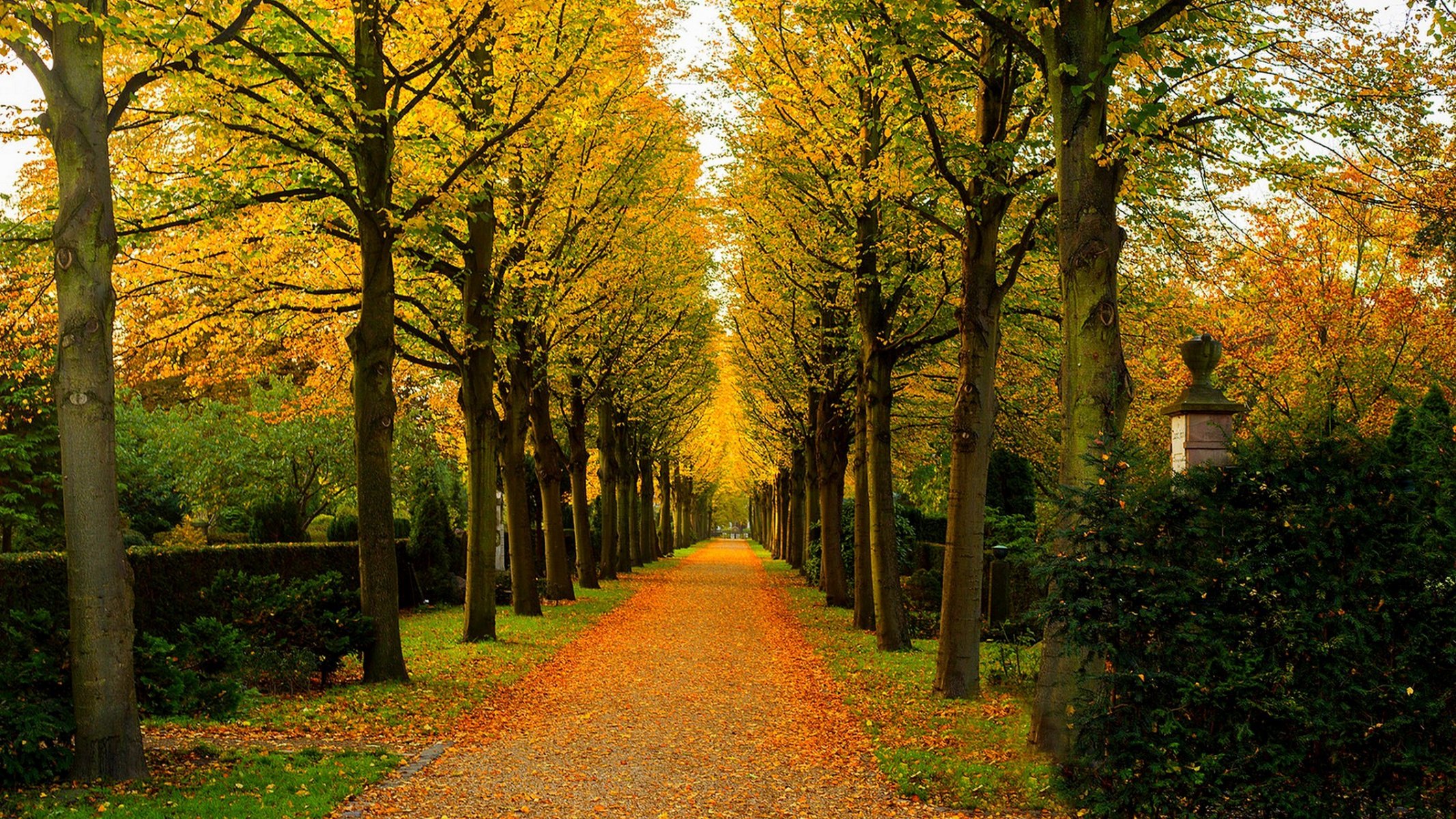 natur wald park bäume blätter bunt straße herbst herbst farben zu fuß