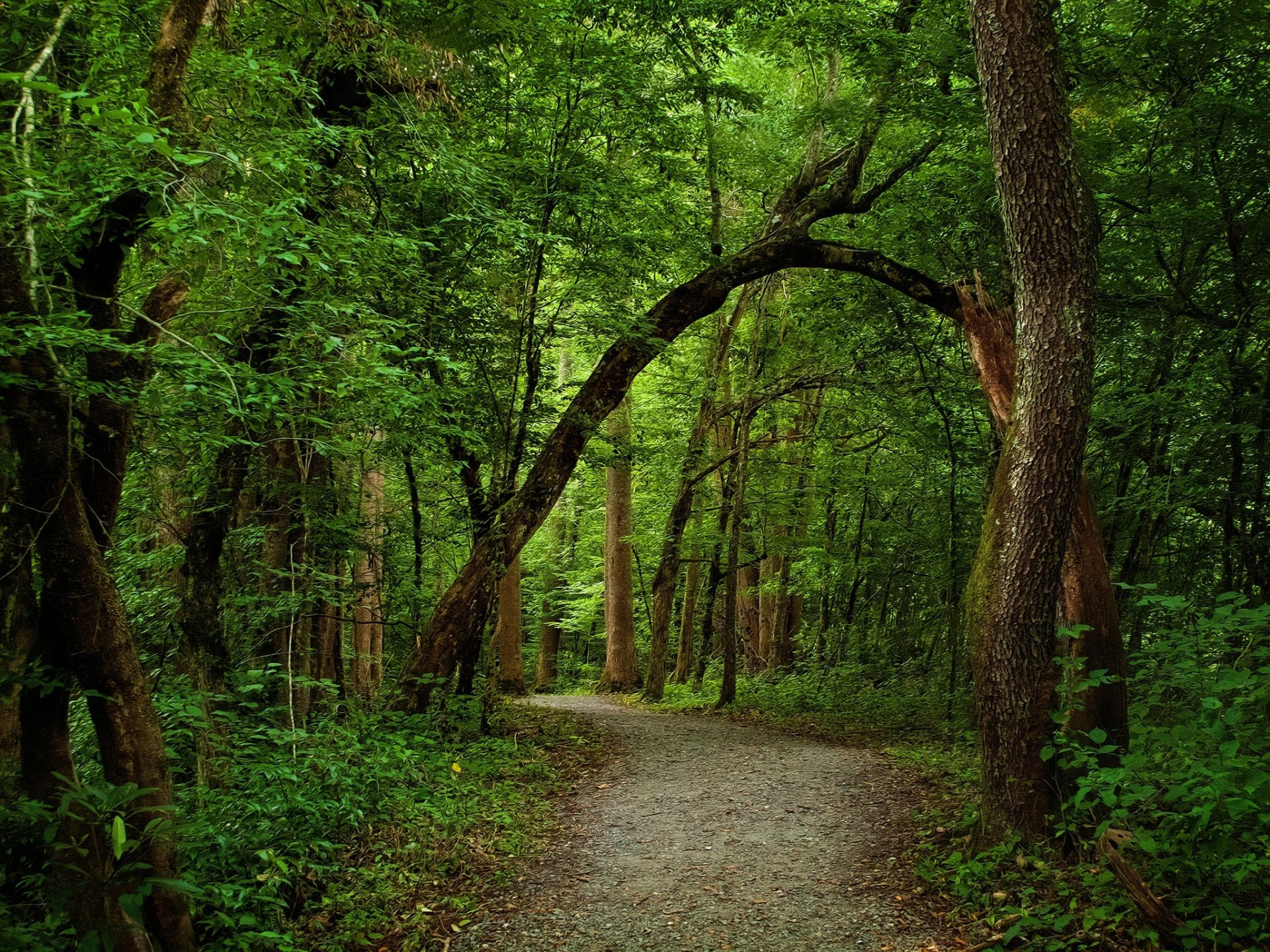 forest summer green path