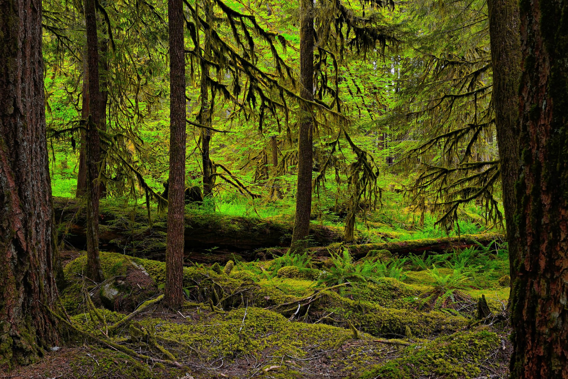 wald bäume dickicht moos