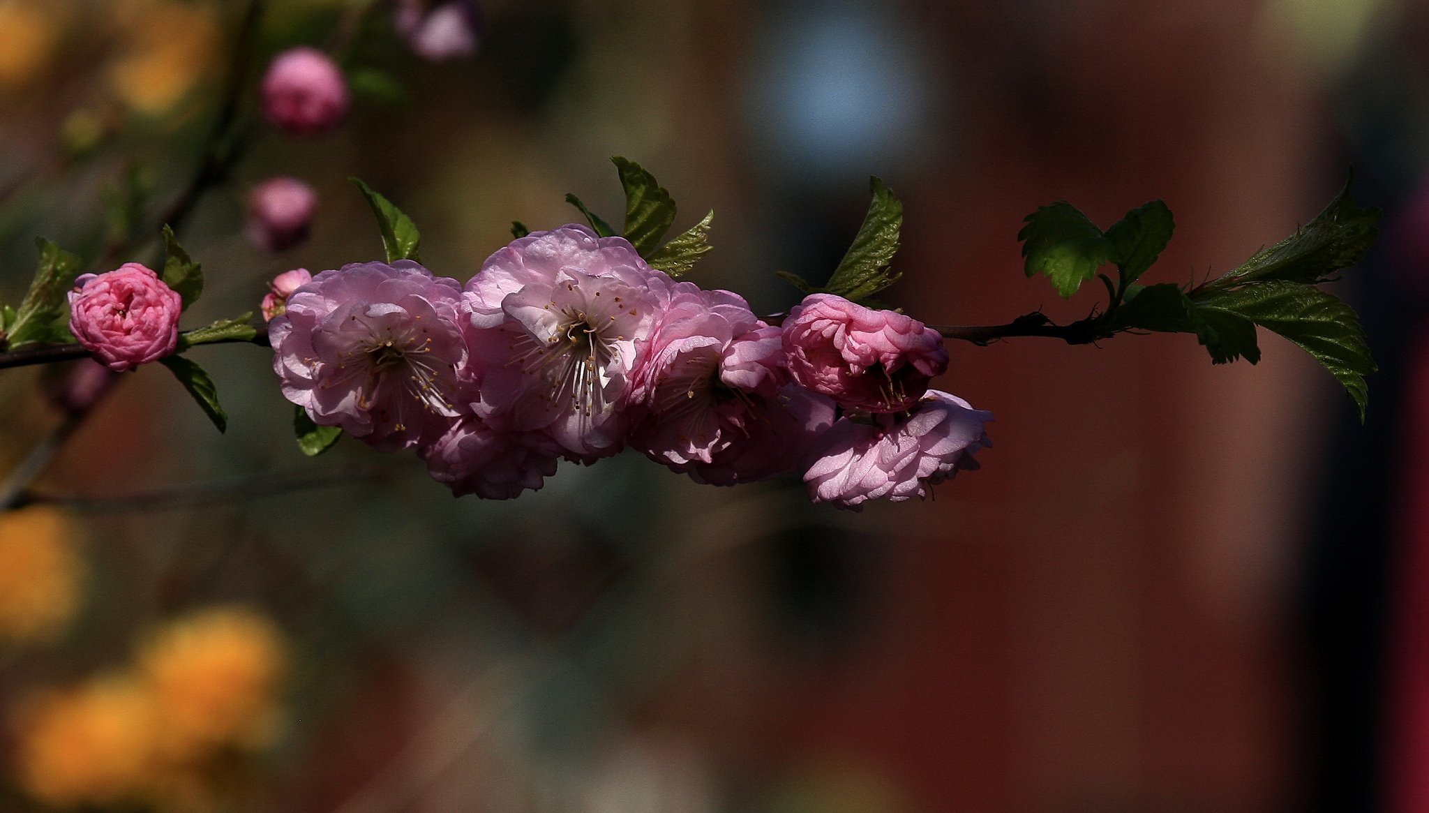 branche feuilles fleurs rose printemps floraison