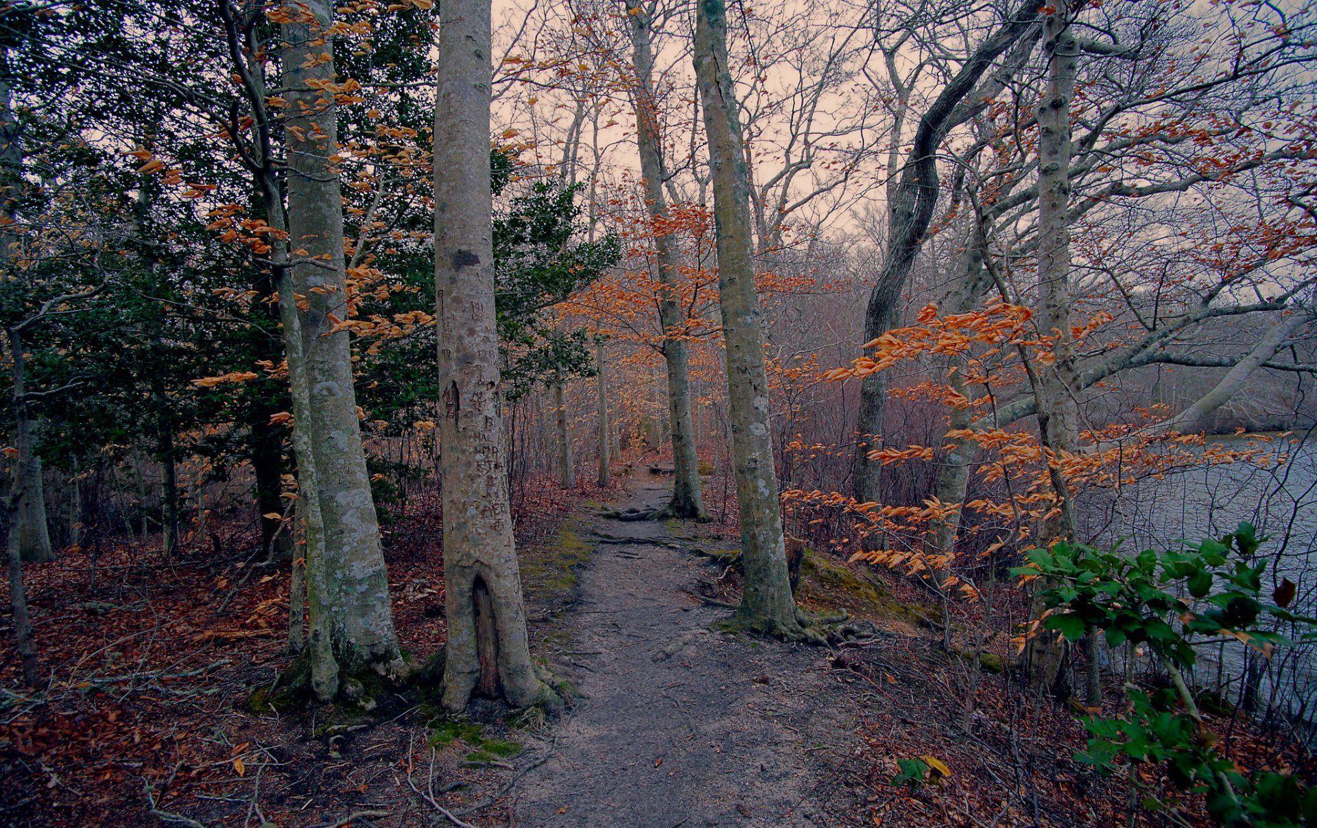 forêt arbres sentier lac automne