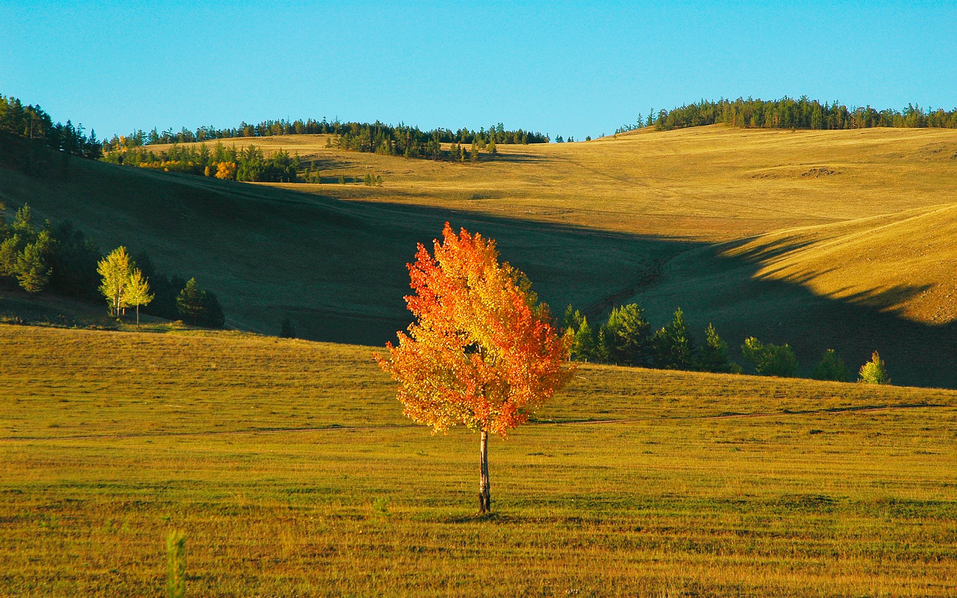 automne ciel champ arbre vent collines paysage