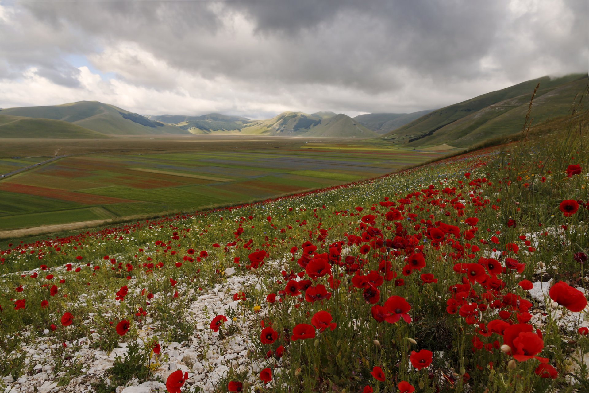 italia montañas colinas campo prado flores amapolas