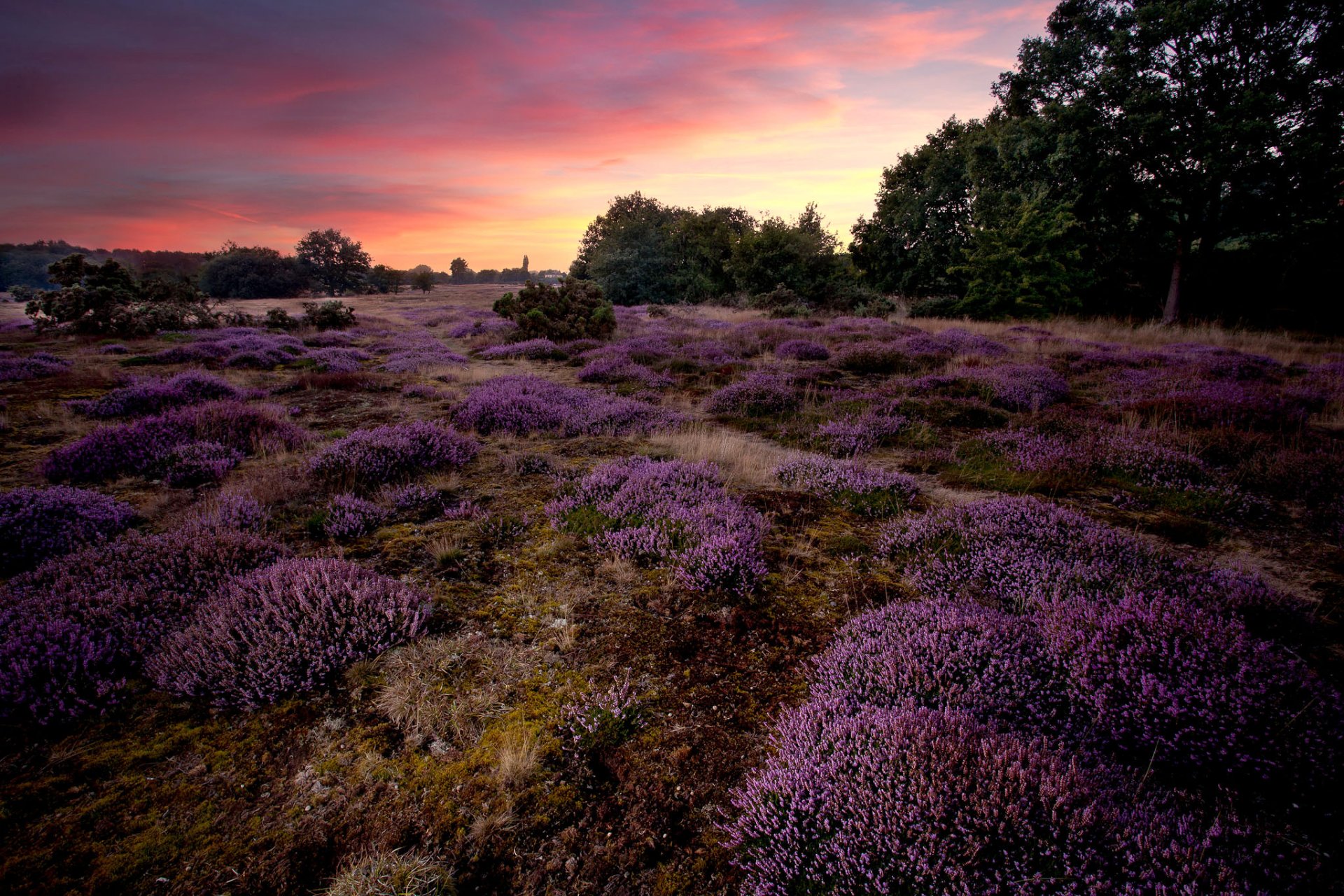 angleterre friche bruyère fleurs lilas coucher de soleil arbres nature