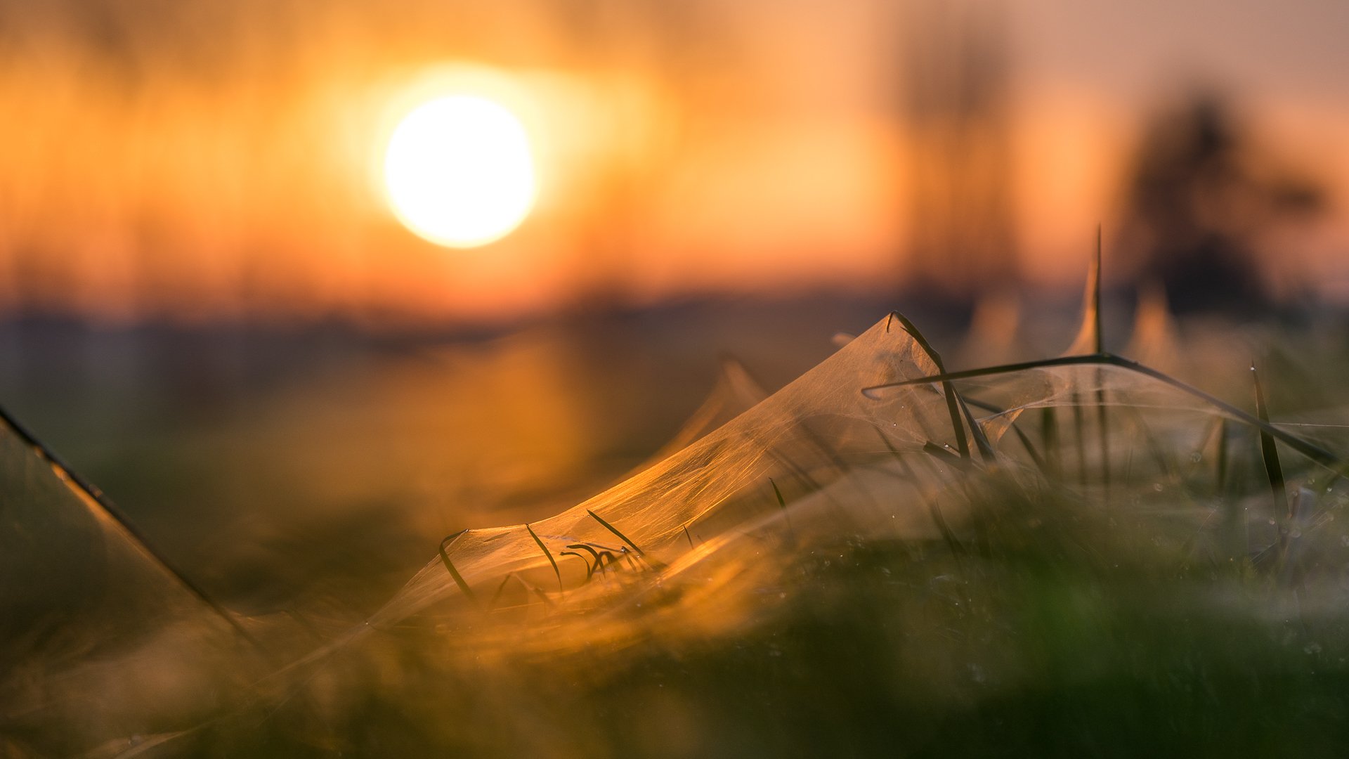 sonnenuntergang gras spinnennetz