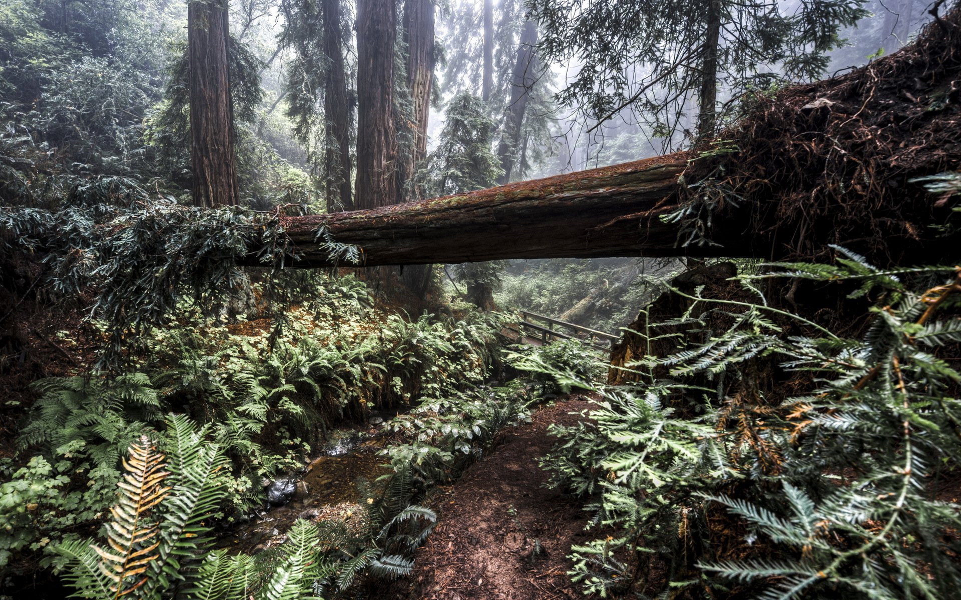 foresta alberi natura