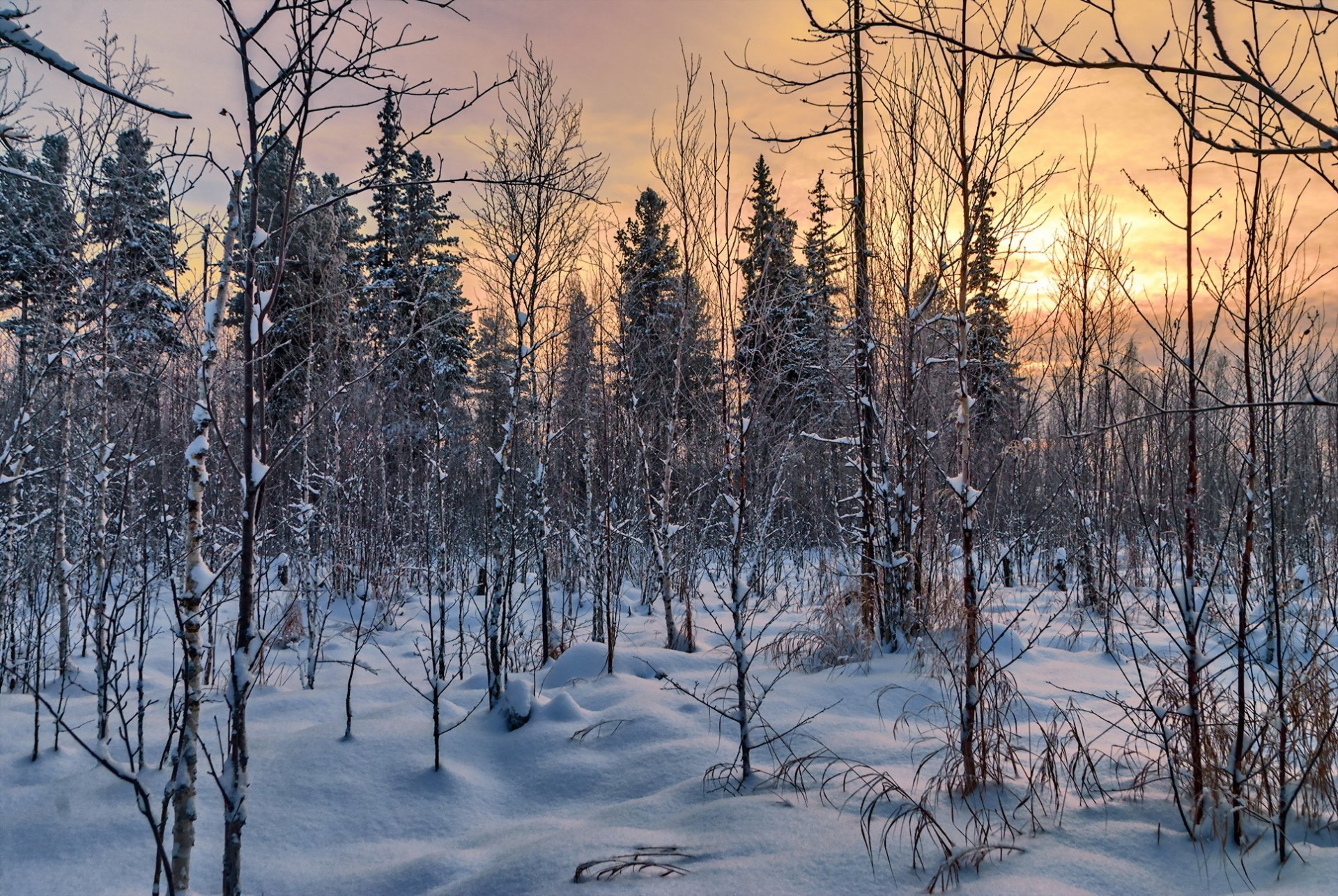 bosque invierno naturaleza