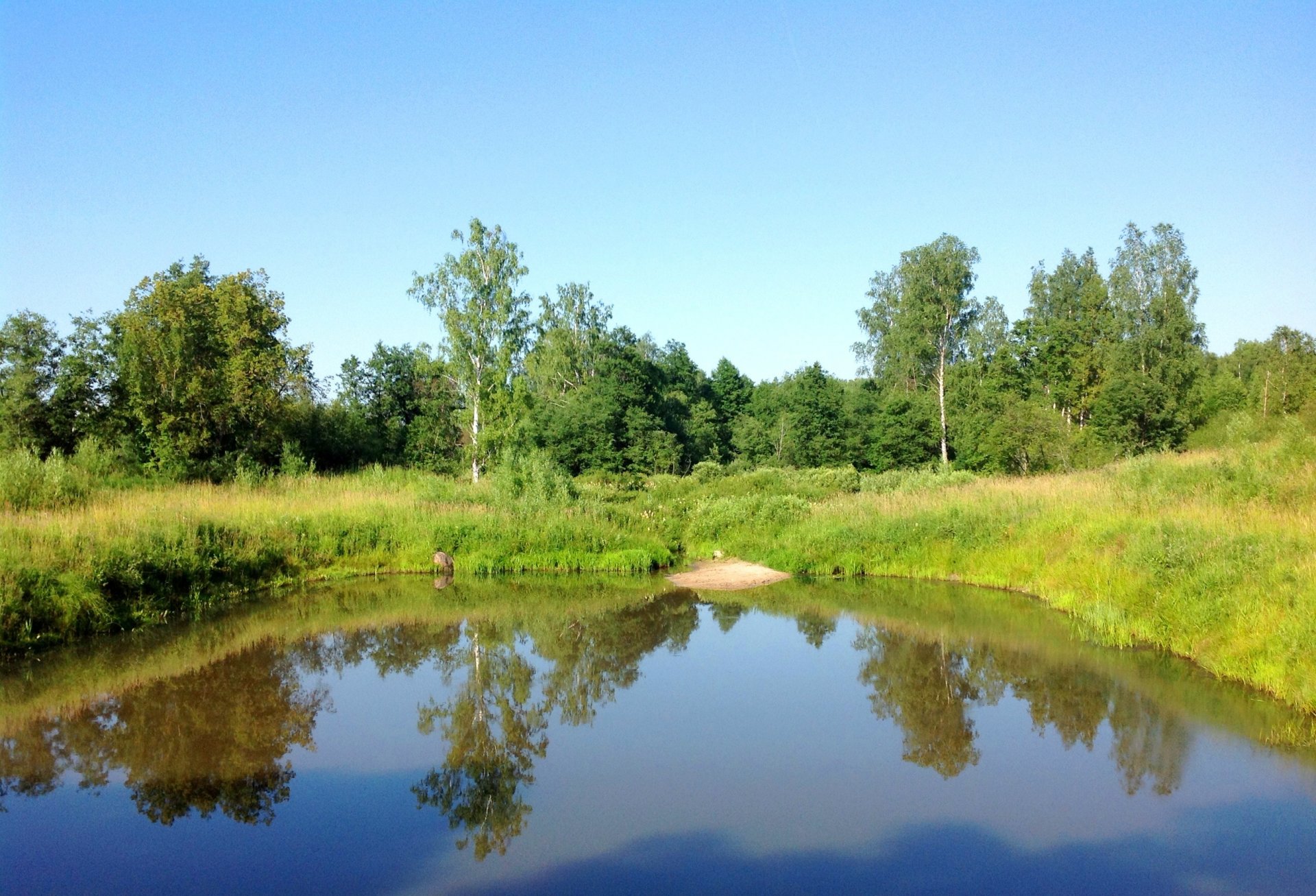 sommer teich ufer gras bäume himmel