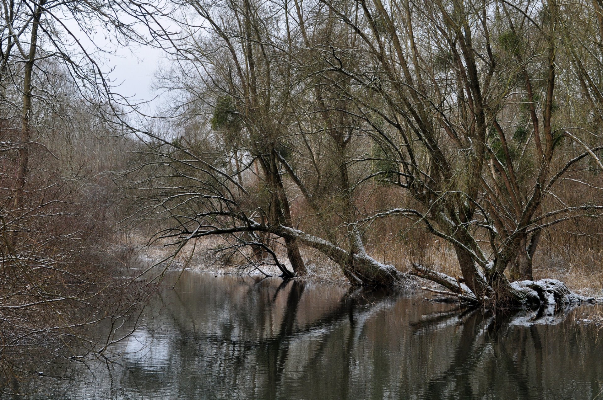 invierno bosque río