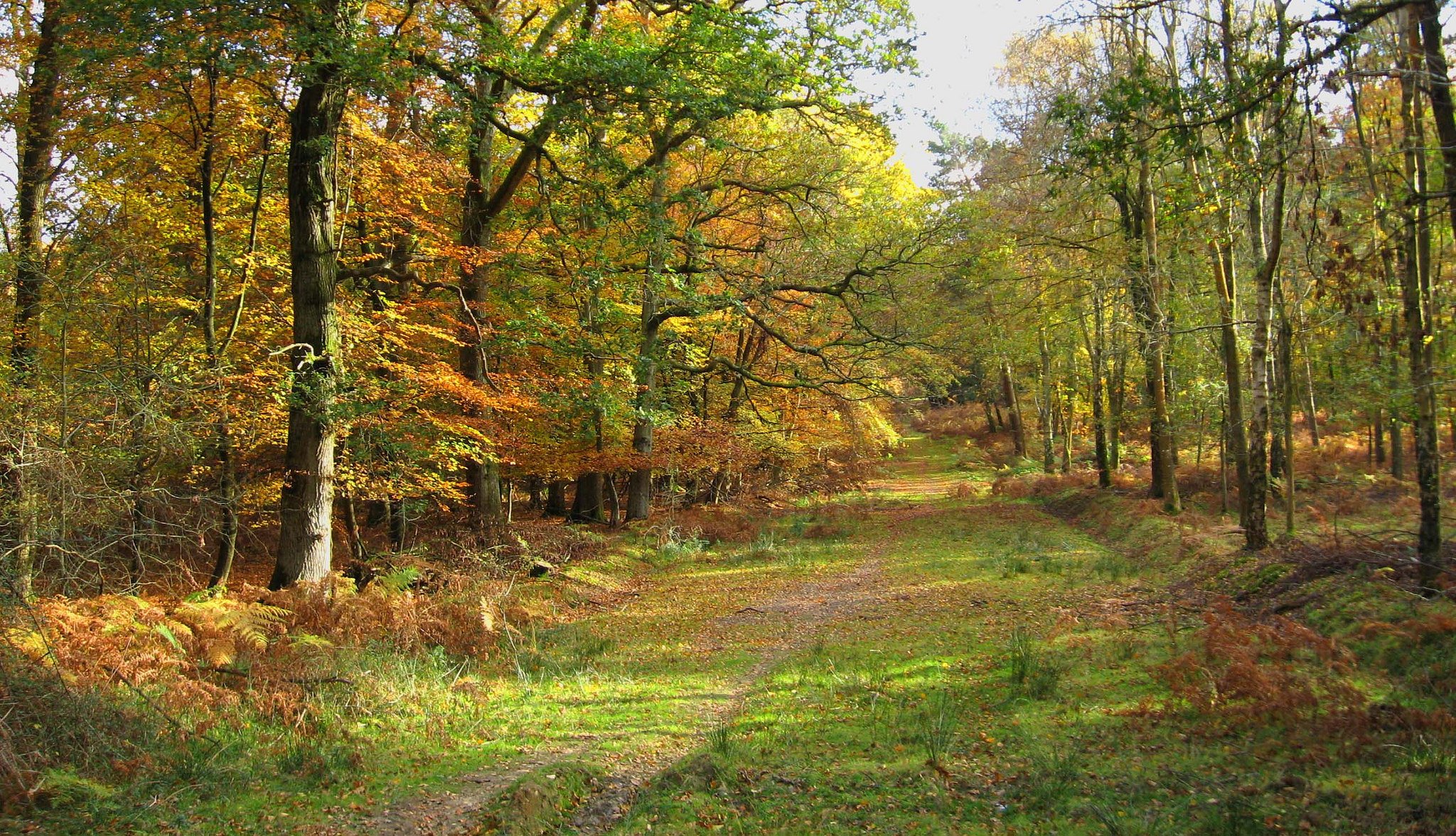 foresta alberi sentiero foglie autunno