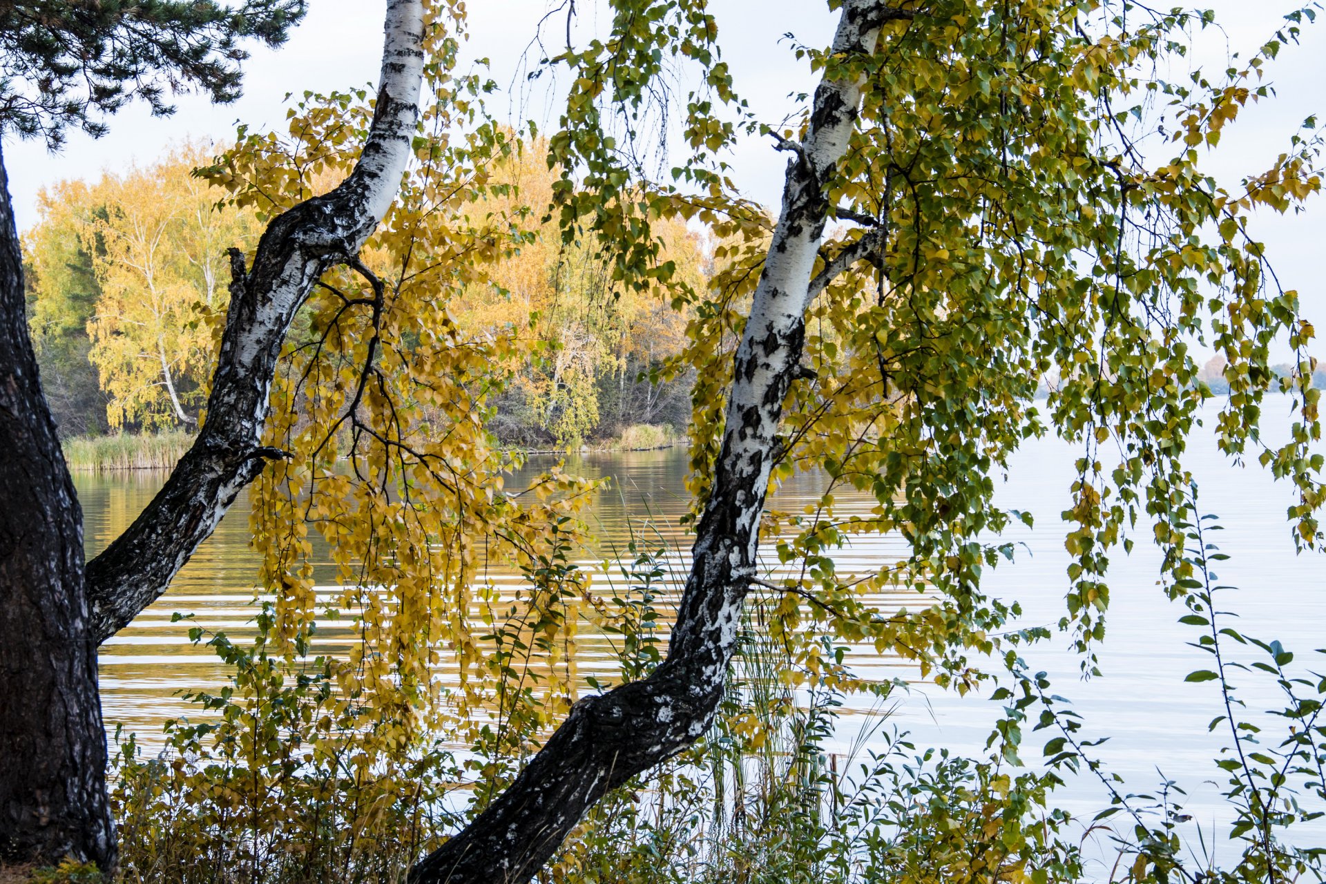 bosque río abedul tronco foto