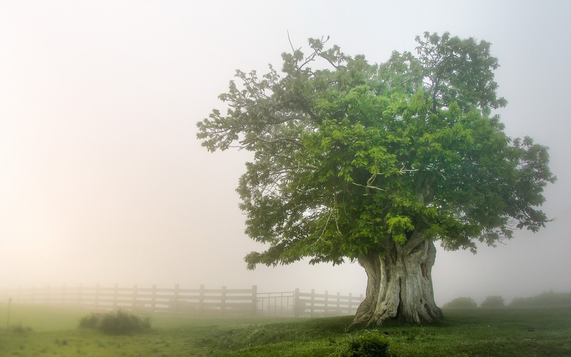 tree the field fog nature