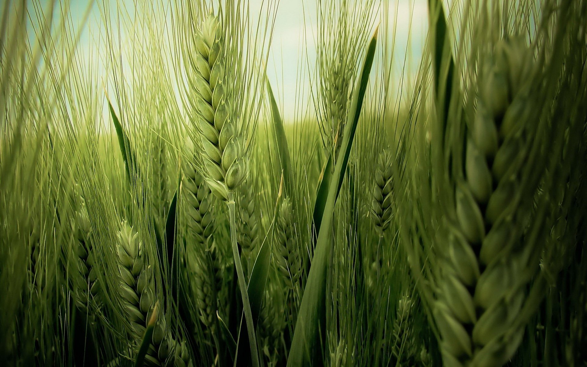 ähren weizen feld