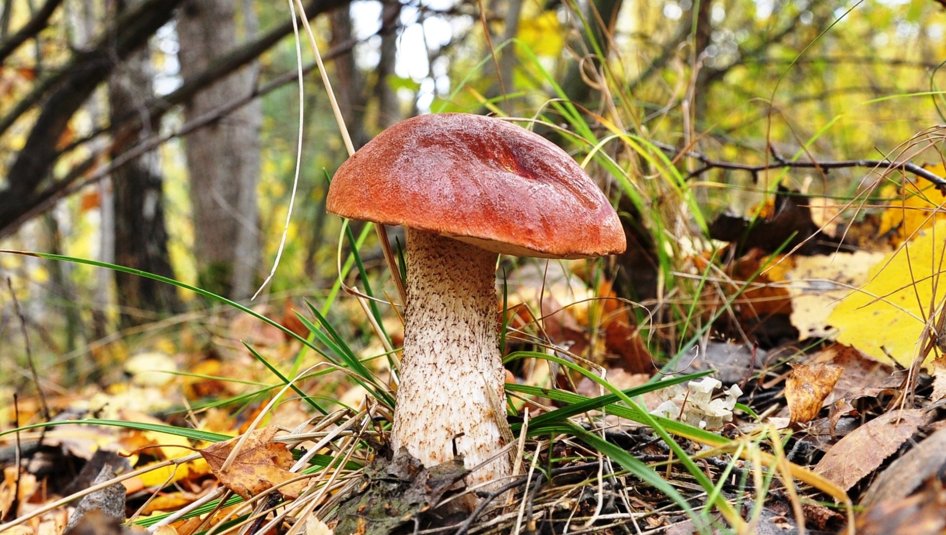 mushroom white boletus forest grass close up