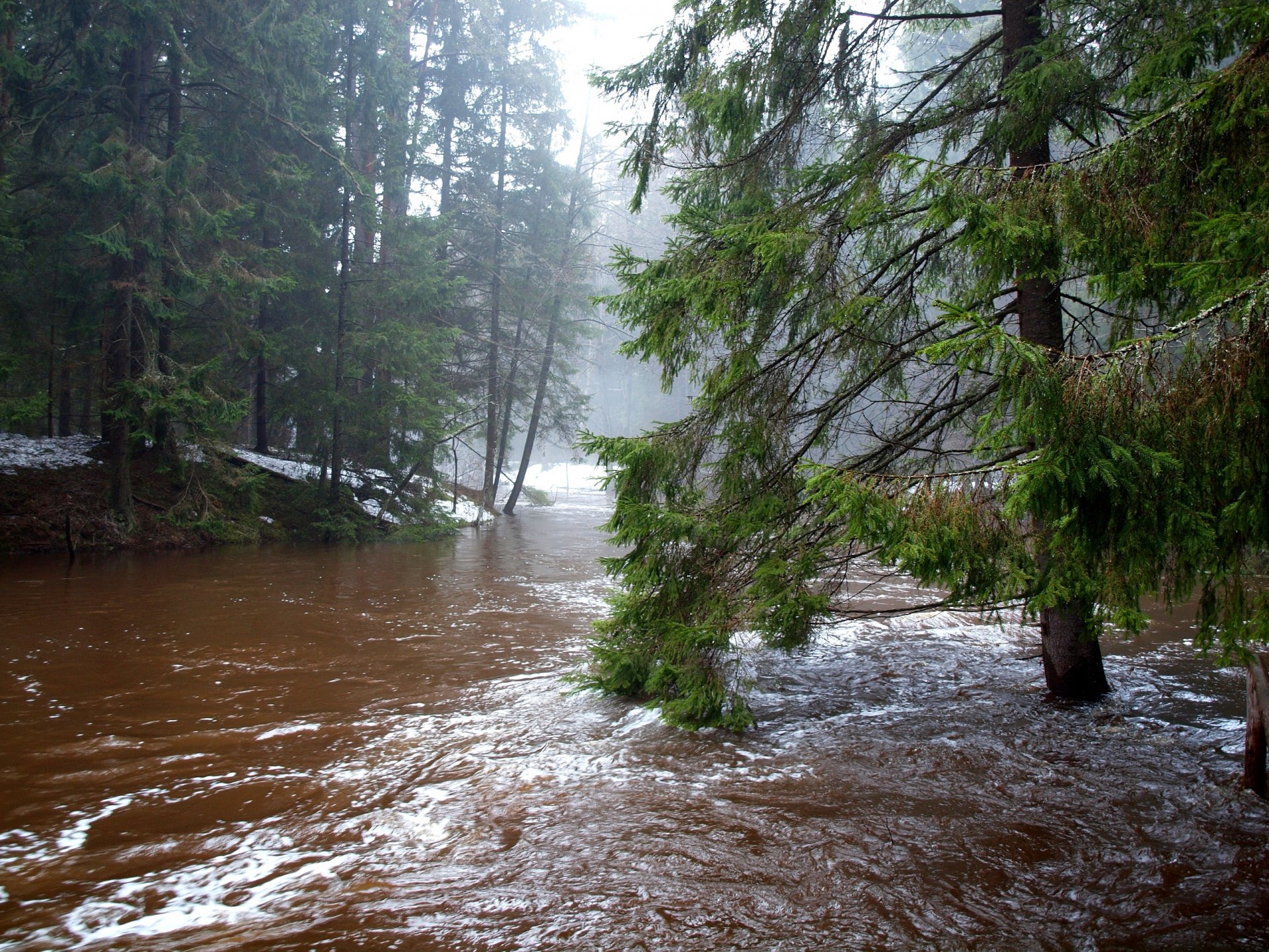 wald fluss schnee frühling verschütten fließen bäume