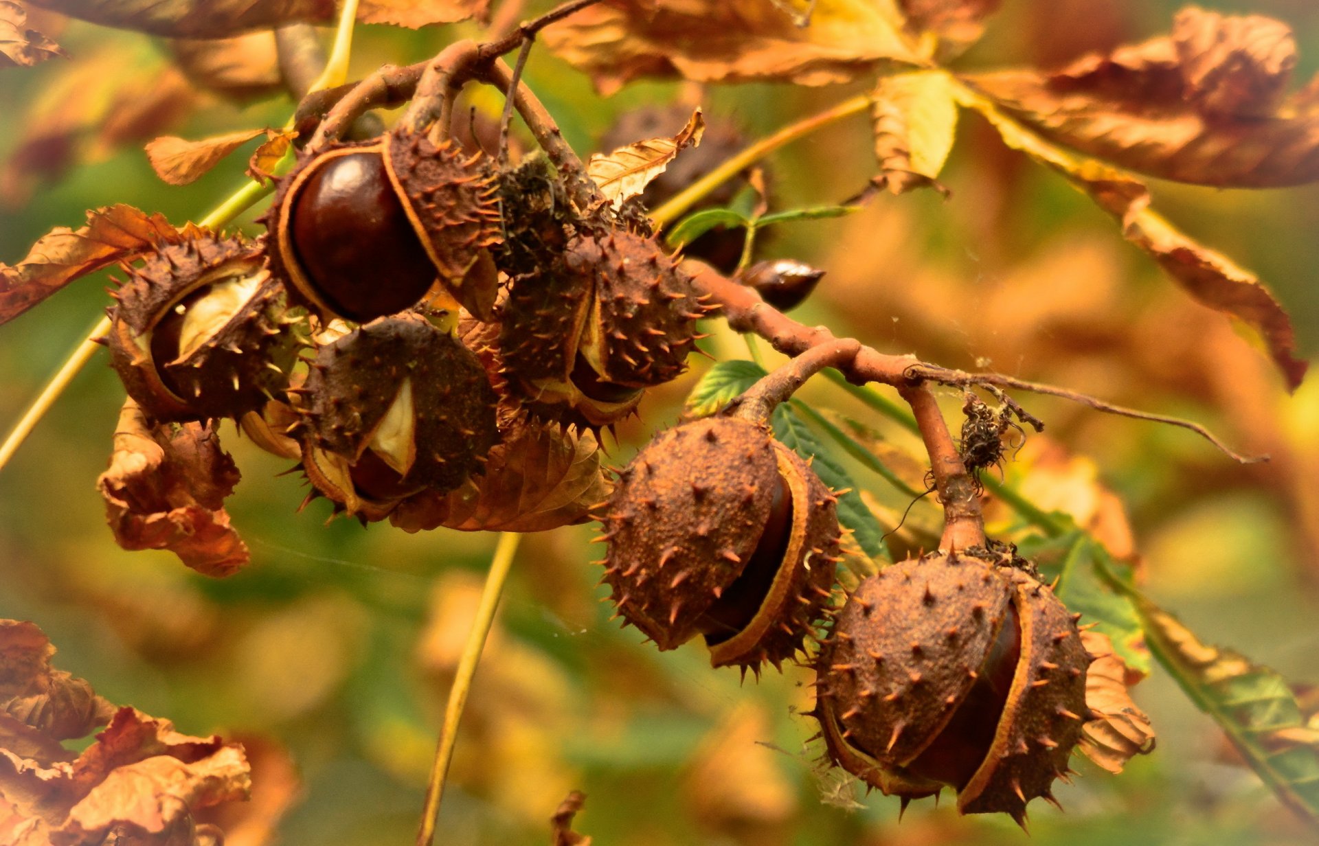 kastanien herbst natur