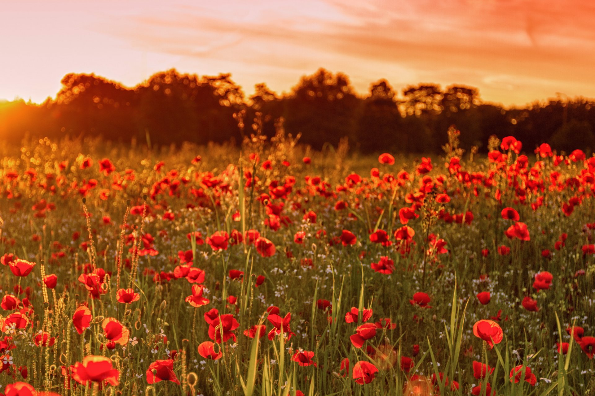 united kingdom england the field poppies flower sunset summer nature