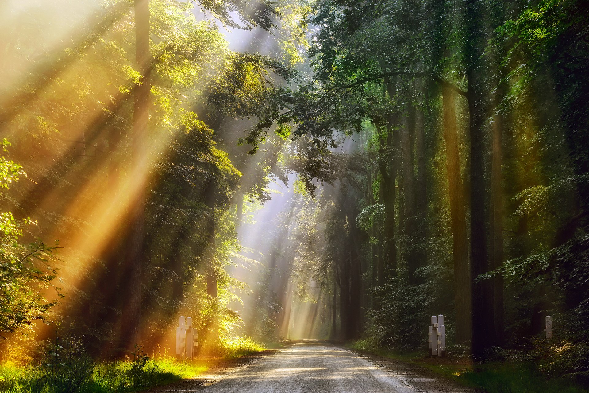 pays-bas matin été juin forêt lumière rayons route lumières dorées