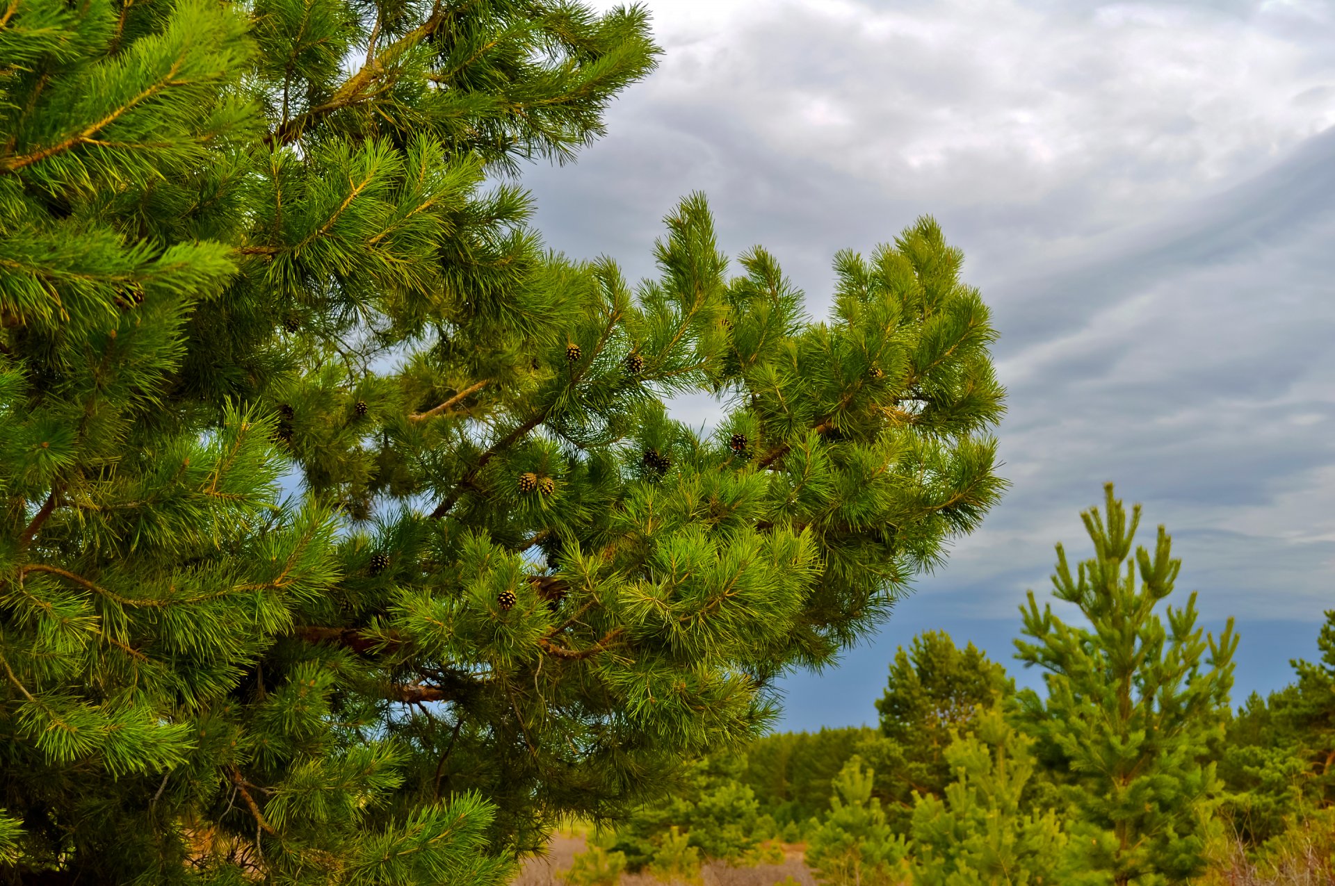 cielo nubes pino conos bosque