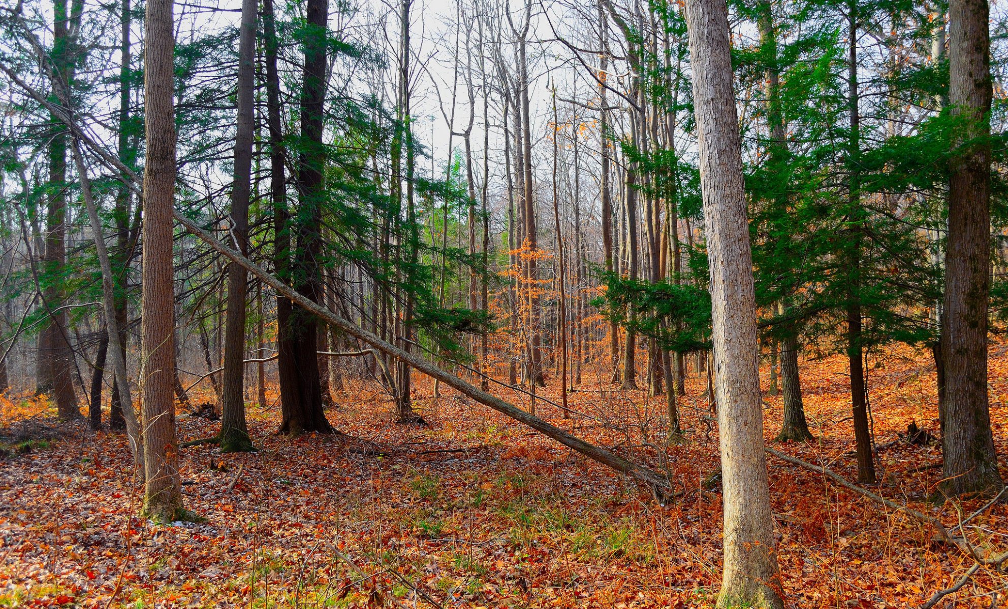 wald bäume blätter herbst